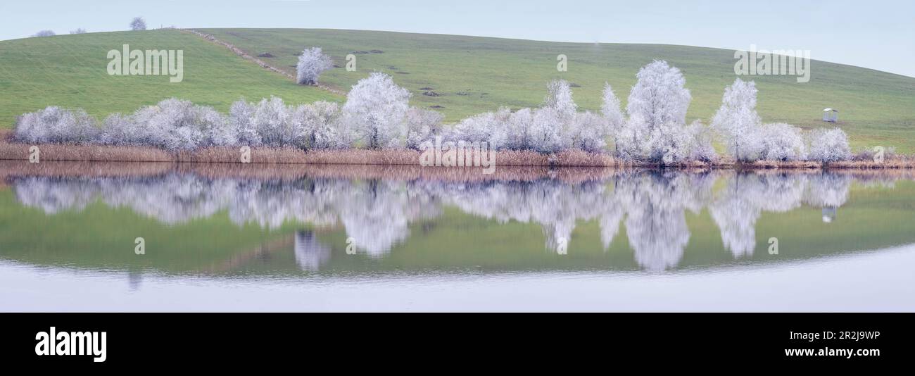 Panorama of landscape with frozen trees with reflection, Buching, Allgäu, Bavaria, Germany, Europe Stock Photo