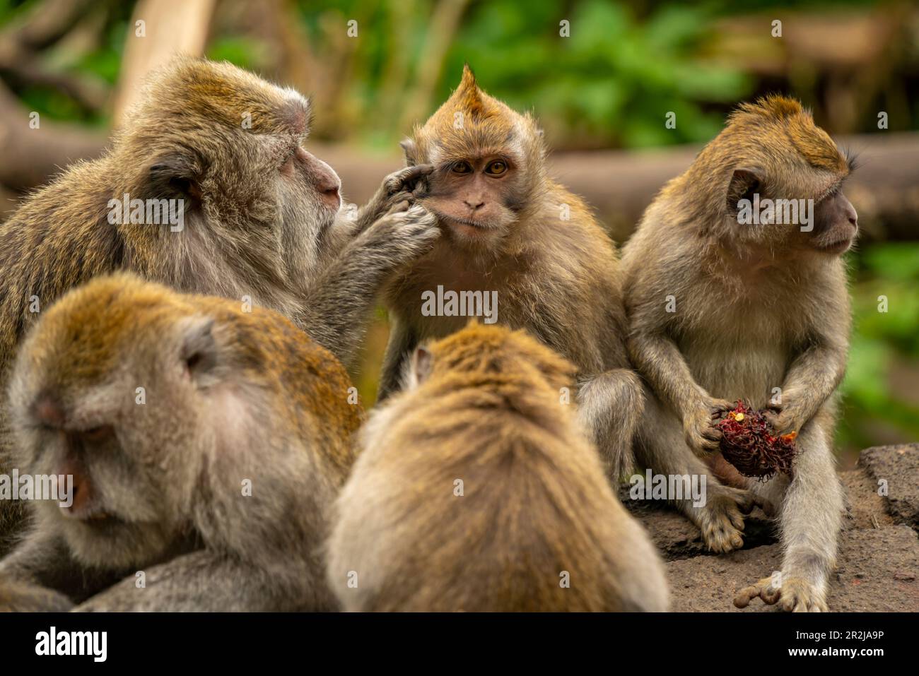 Long tailed Macaque monkeys on roadside, Kabupaten Buleleng, Gobleg, Bali, Indonesia, South East Asia, Asia Stock Photo