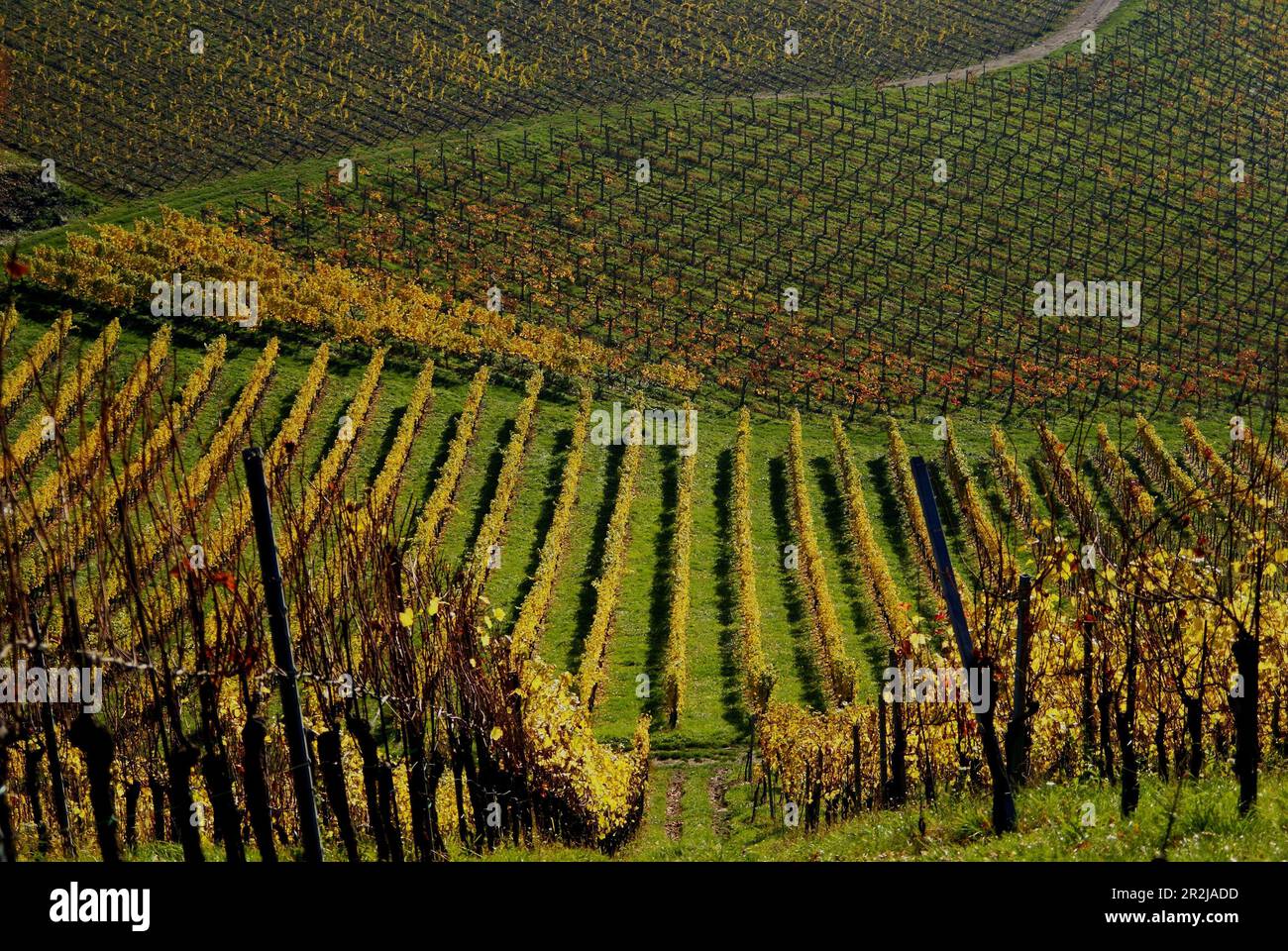 Vineyards with discolored leaves in autumn, southern Styria, Austria Stock Photo