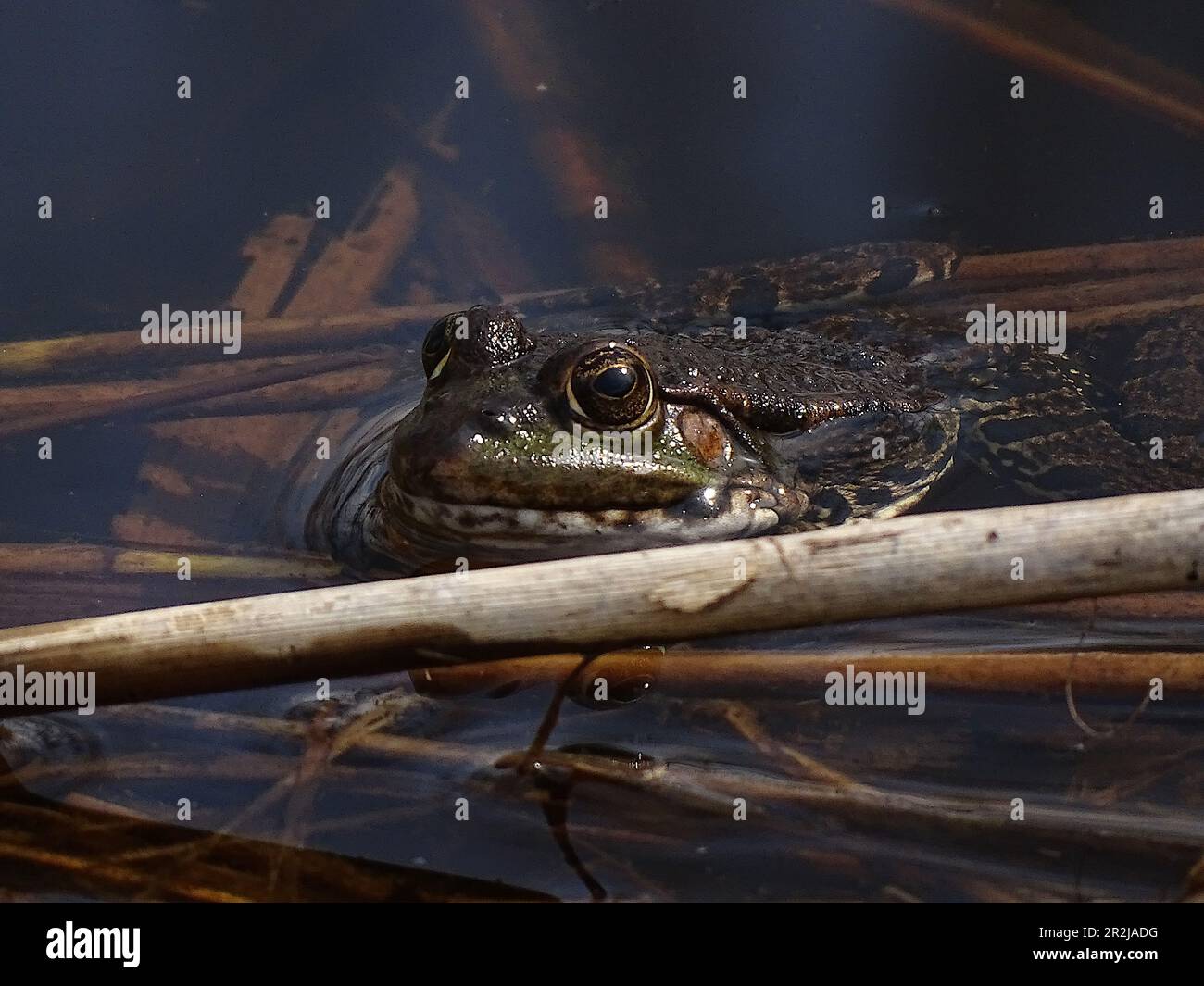Edible frog (Rana ridibunda species complex) sunbathing, Salzburg ...