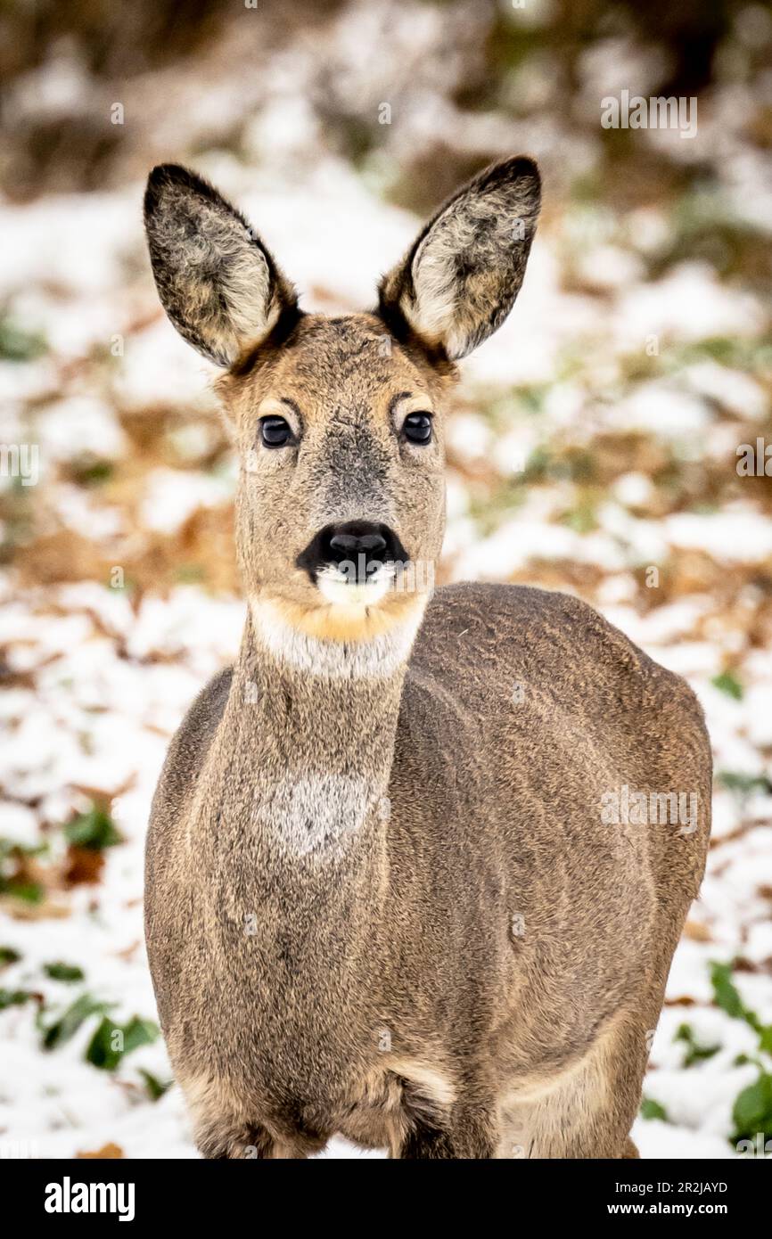 Roe deer in the snow hi-res stock photography and images - Alamy
