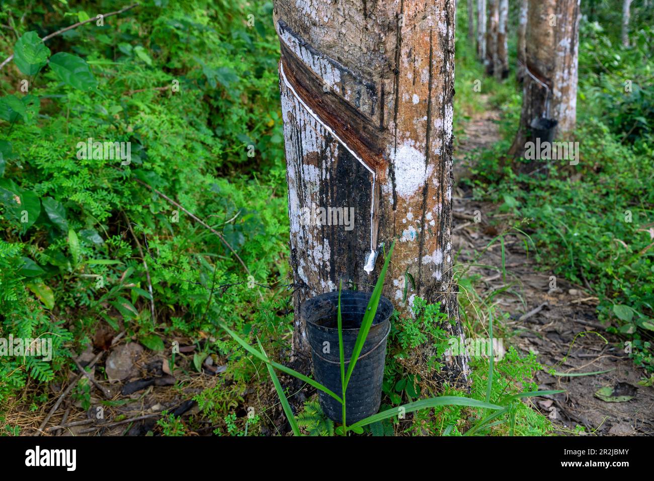 Ghana rubber plantation hires stock photography and images Alamy
