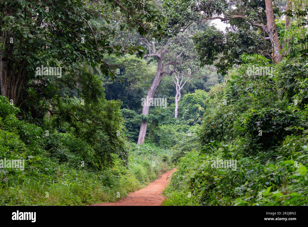 Rainforest path in the Boabeng-Fiema-Monkey Sanctuary in the Bono East ...