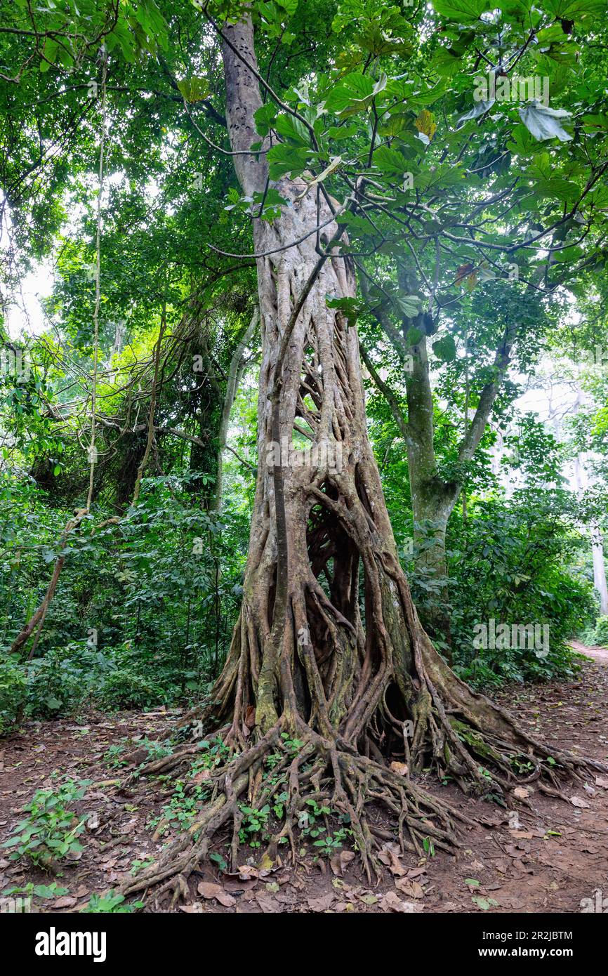 Strangler fig in the Boabeng-Fiema-Monkey Sanctuary in the Bono East Region of northern Ghana in West Africa Stock Photo