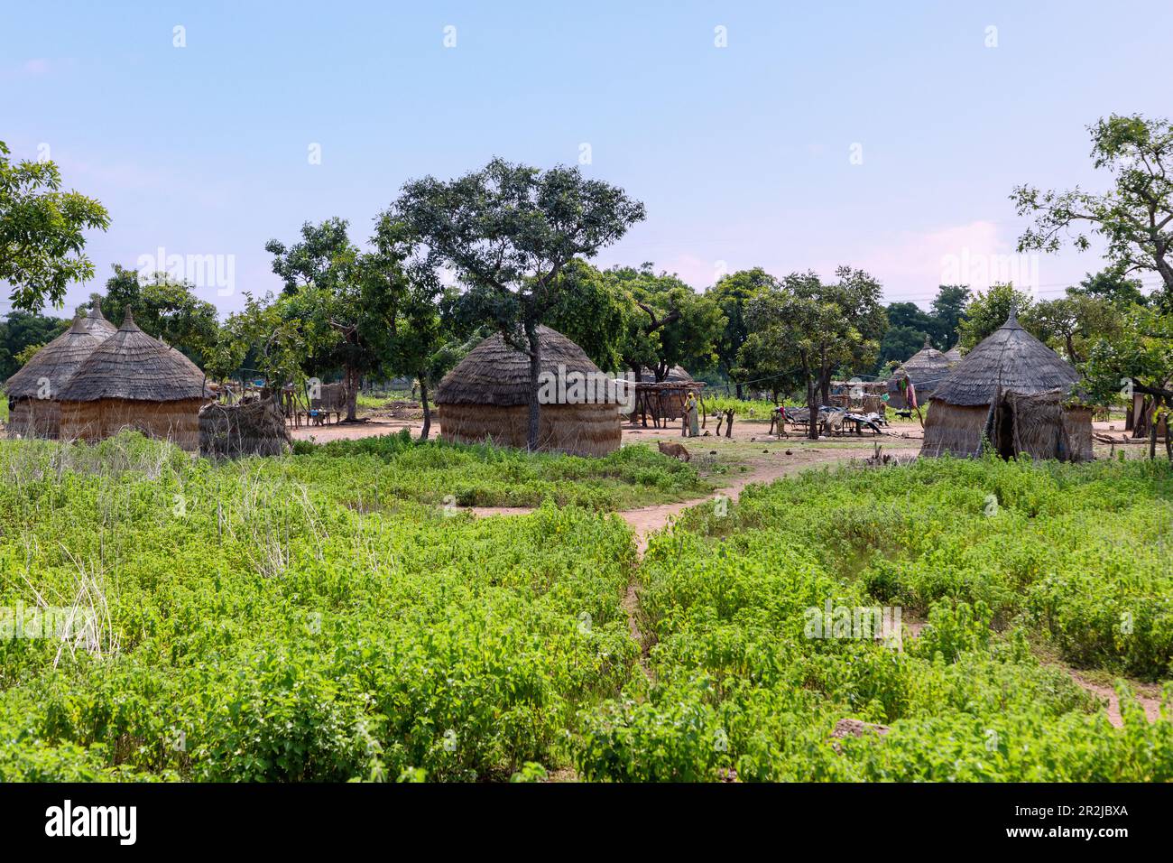 traditional round hut village of the Gonja on the Techiman-Tamale-Road near Kadelso in the Northern Region in the north of Ghana in West Africa Stock Photo
