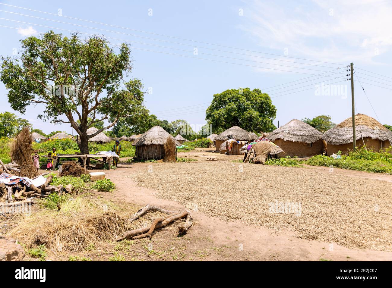 Janikura, traditional Gonja round hut village and shea nuts lying out to dry on the Damongo-Sawla-Raod in the Central Gonja District in the Northern R Stock Photo