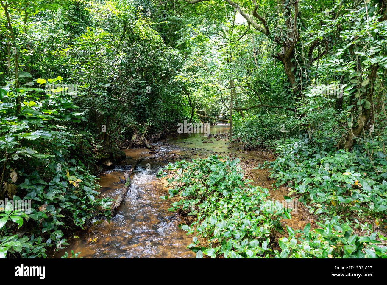 Mountain river Agumatsa in the Agumatsa Nature Reserve on the way to the Wli Waterfall at Hohoe in the Volta Region of eastern Ghana in West Africa Stock Photo