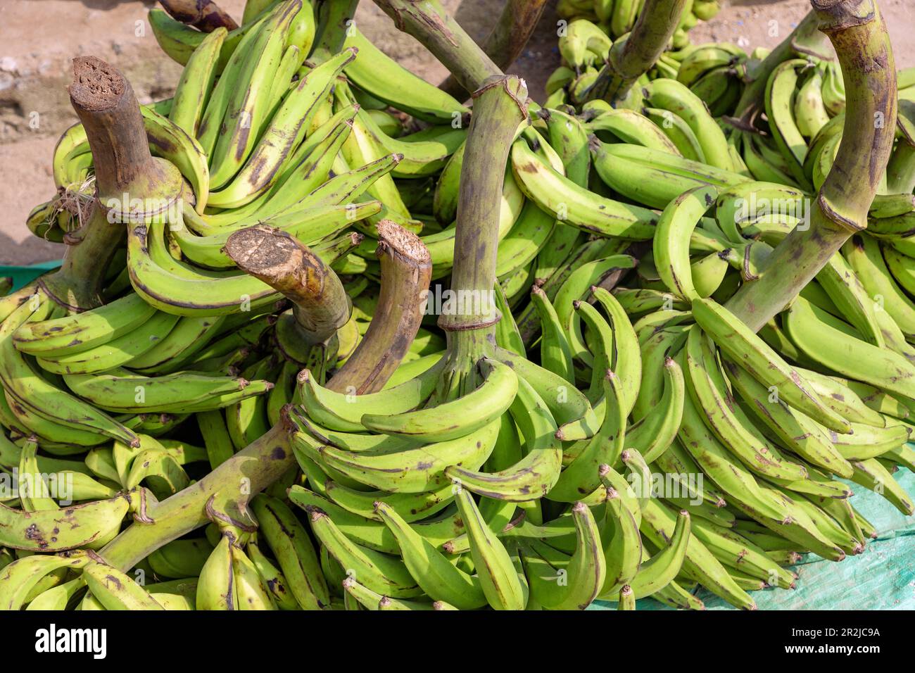 Street sale of plantains in Winneba in the Central Region of western