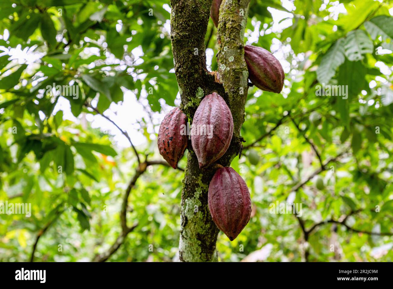 Cacao tree, Theobroma cacao, with fruit at Wli Waterfall near Hohoe in the Volta Region of eastern Ghana in West Africa Stock Photo