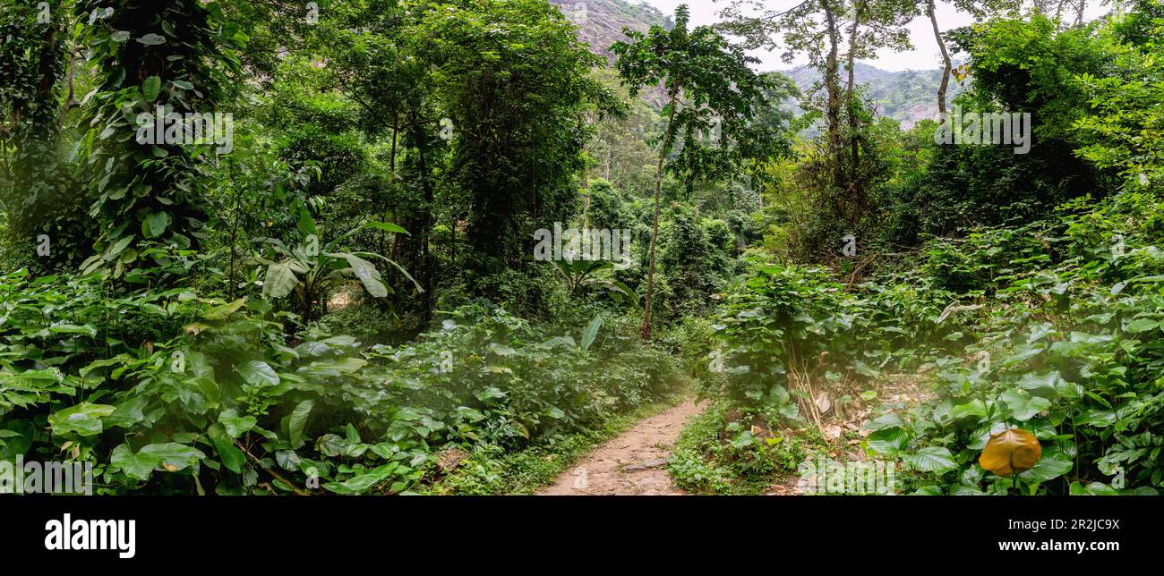 Hiking trail through rainforest to Wli Waterfall in Agumatsa Nature Reserve near Hohoe in the Volta Region of eastern Ghana in West Africa Stock Photo