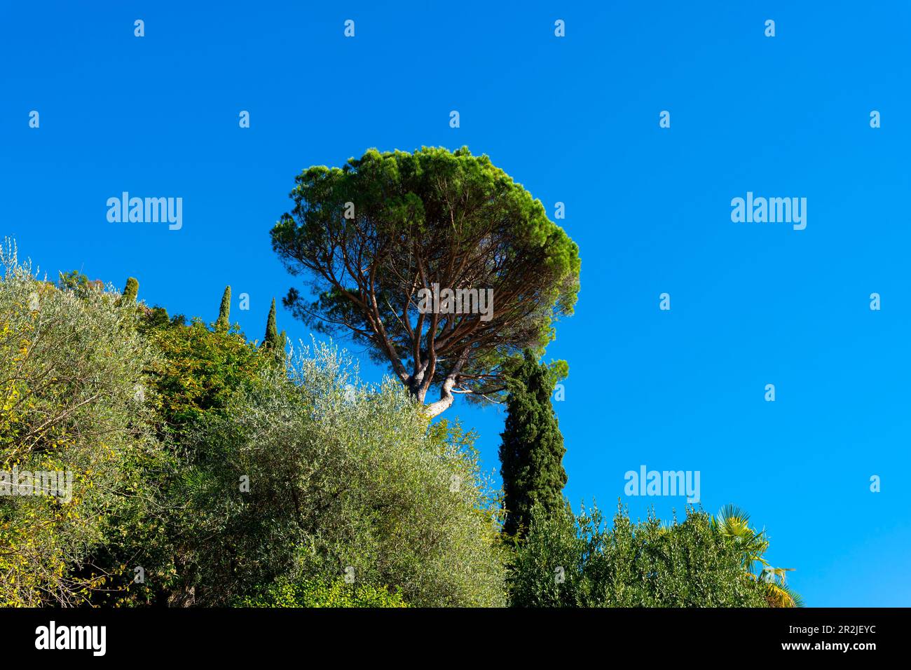 Umbrella pine tree hi-res stock photography and images - Alamy