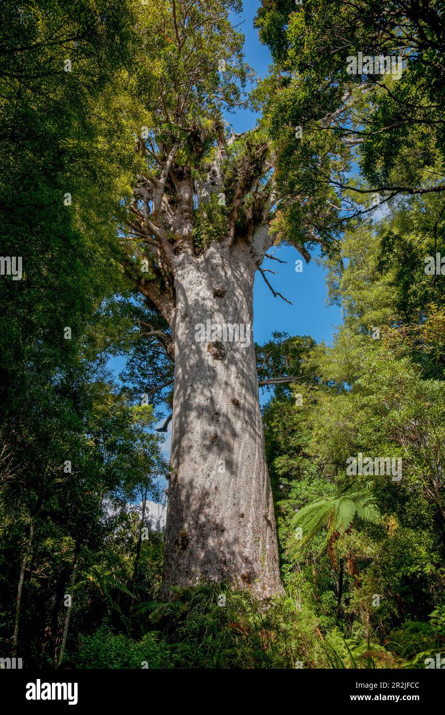 Giant kauri tree famous tourist point of interest in Waipoua Forest in Northland. Stock Photo