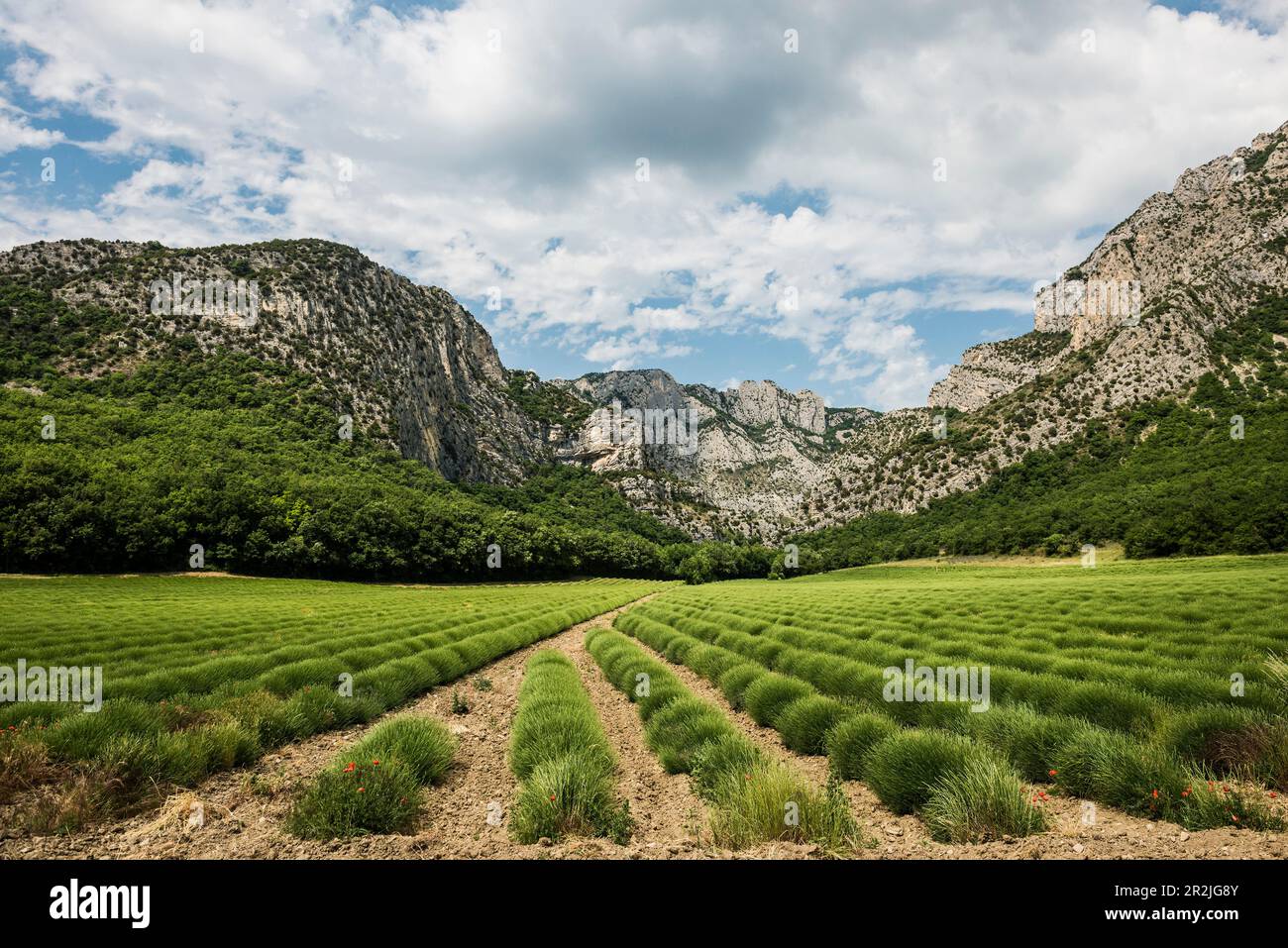 Lavender field and rocks, Saou, Drôme department, AuvergneRhôneAlpes