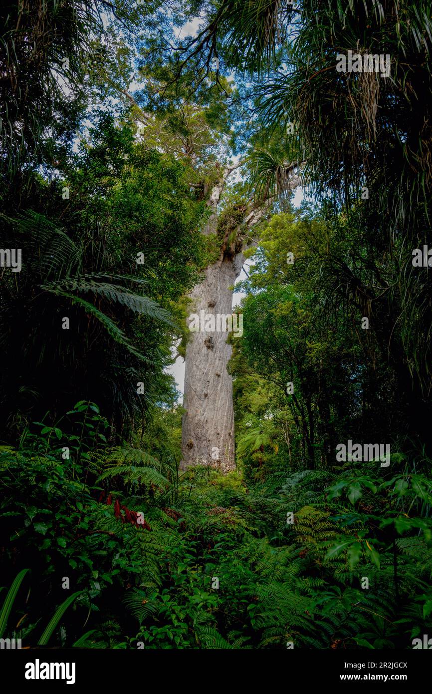 Giant kauri tree famous tourist point of interest standing tall surrounded by bush and ferns in Waipoua Forest in Northland. Stock Photo