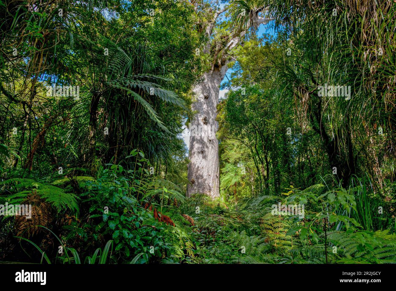 Giant kauri tree famous tourist point of interest surround by native bush and ferns in Waipoua Forest in Northland. Stock Photo