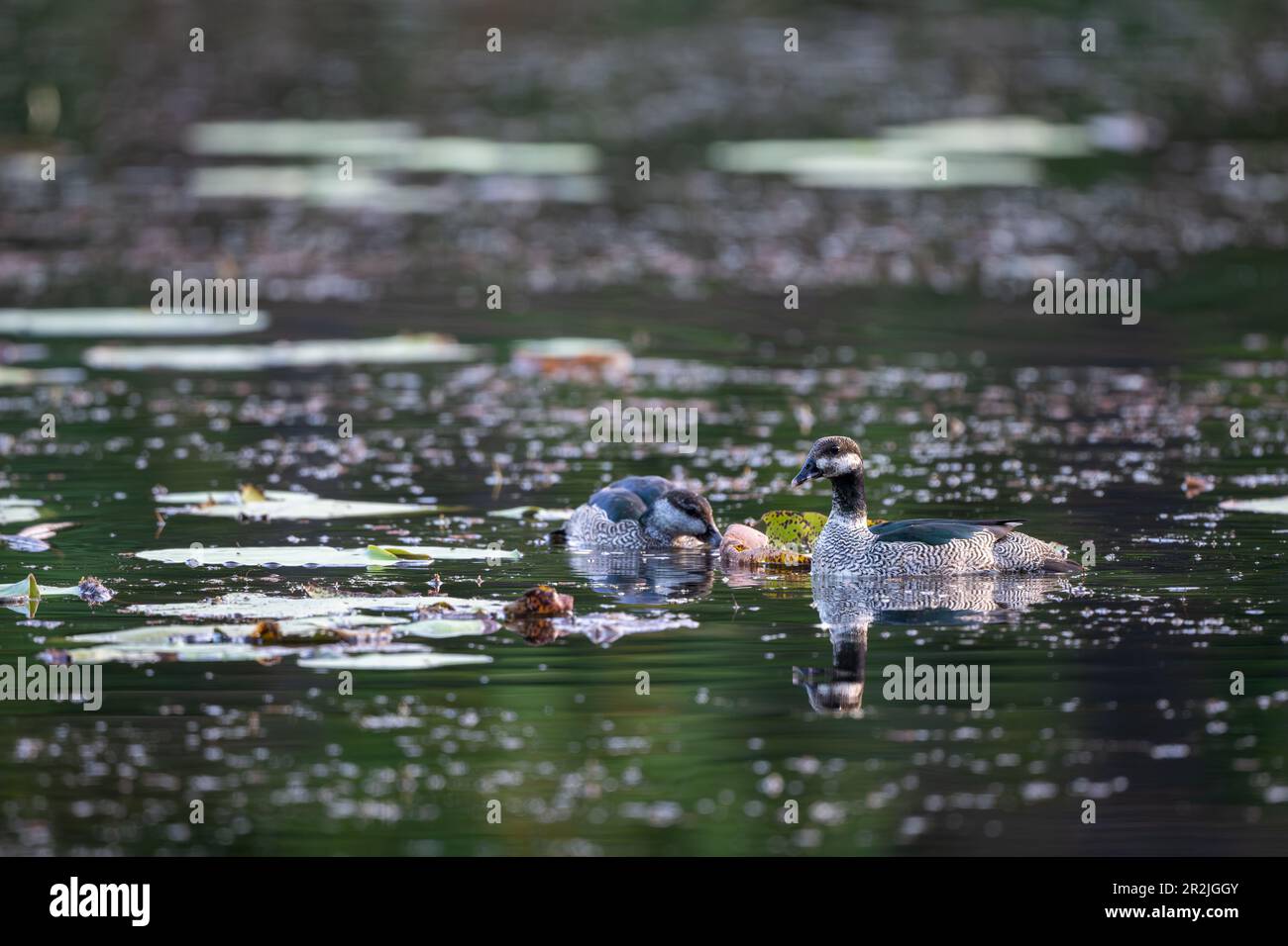 Mated pair of Green Pygmy-goose swimming while foraging for food on a Cattana Wetlands freshwater lake in Cairns, Queensland in Australia Stock Photo