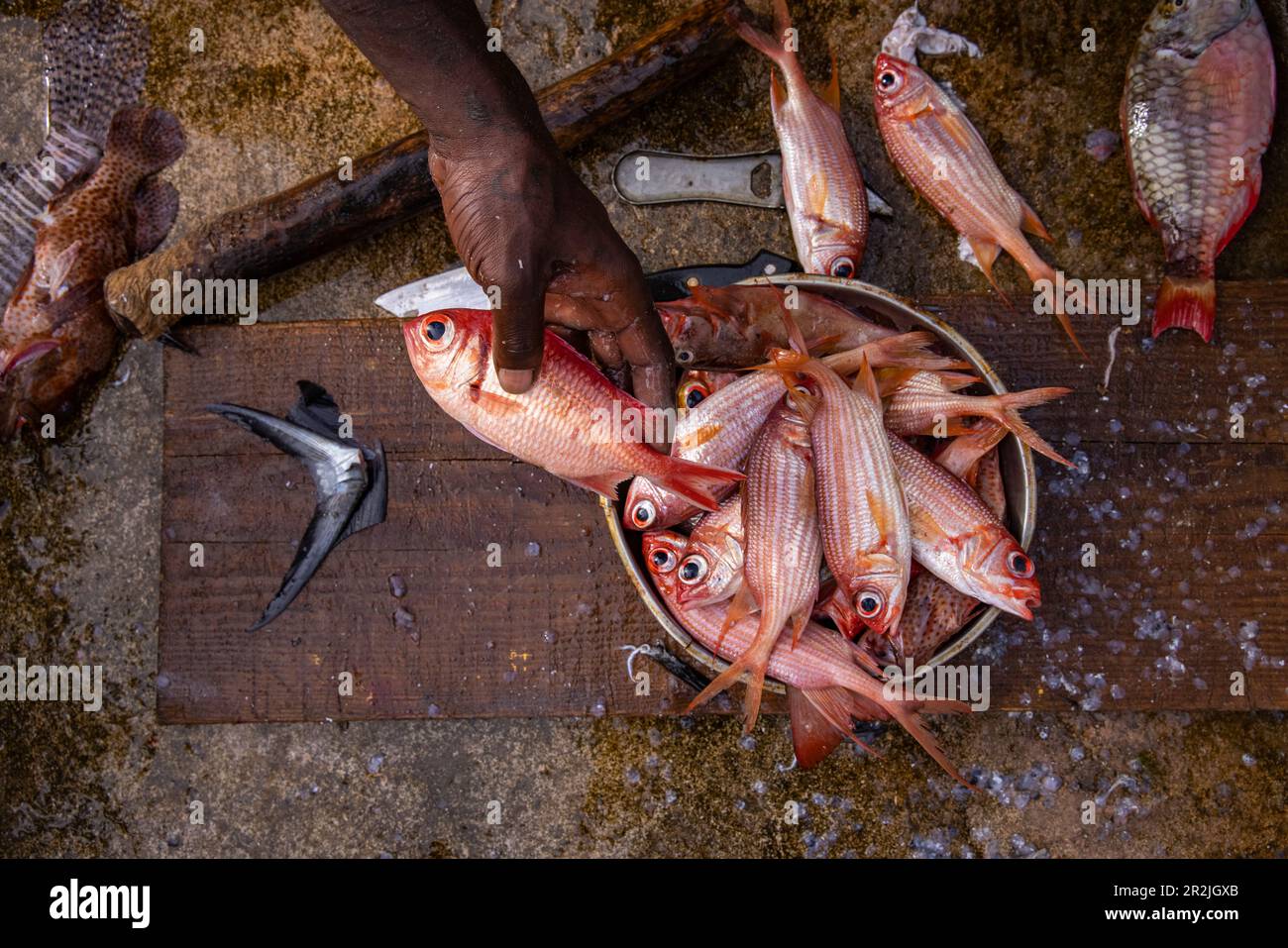 Hand holding red fish being cleaned by fishermen along Carenage ...
