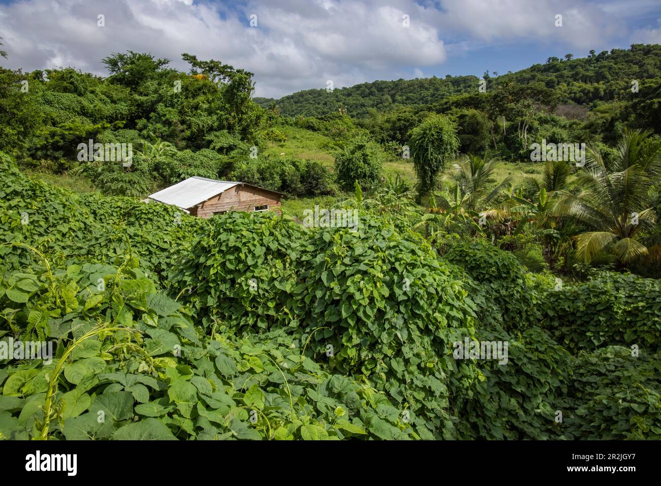 Wooden house amidst lush vegetation in the interior of the island, Saint David, Grenada, Caribbean Stock Photo
