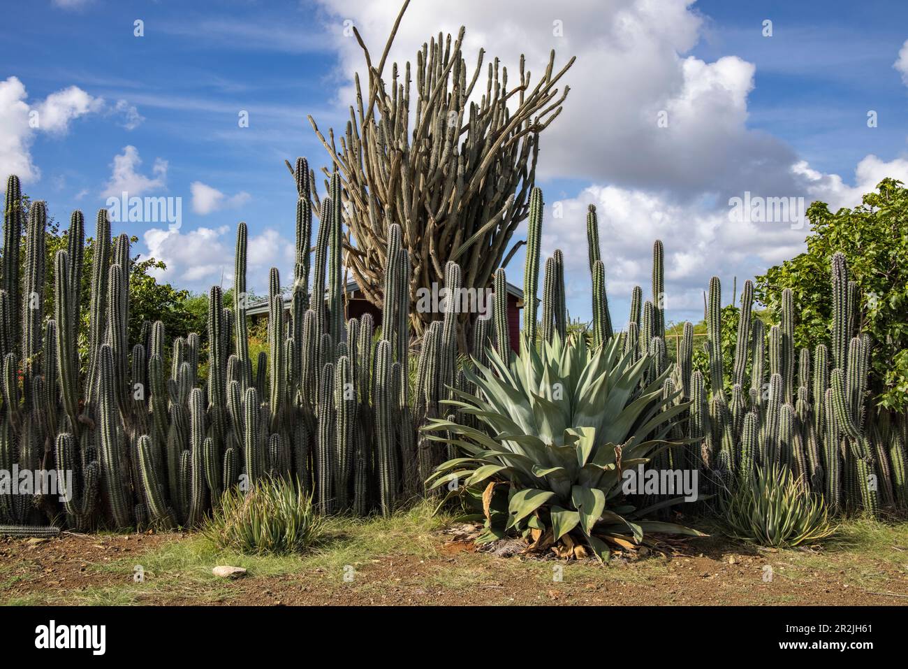 Huge cacti and agaves serve as a fence, Bonaire, Netherlands Antilles ...