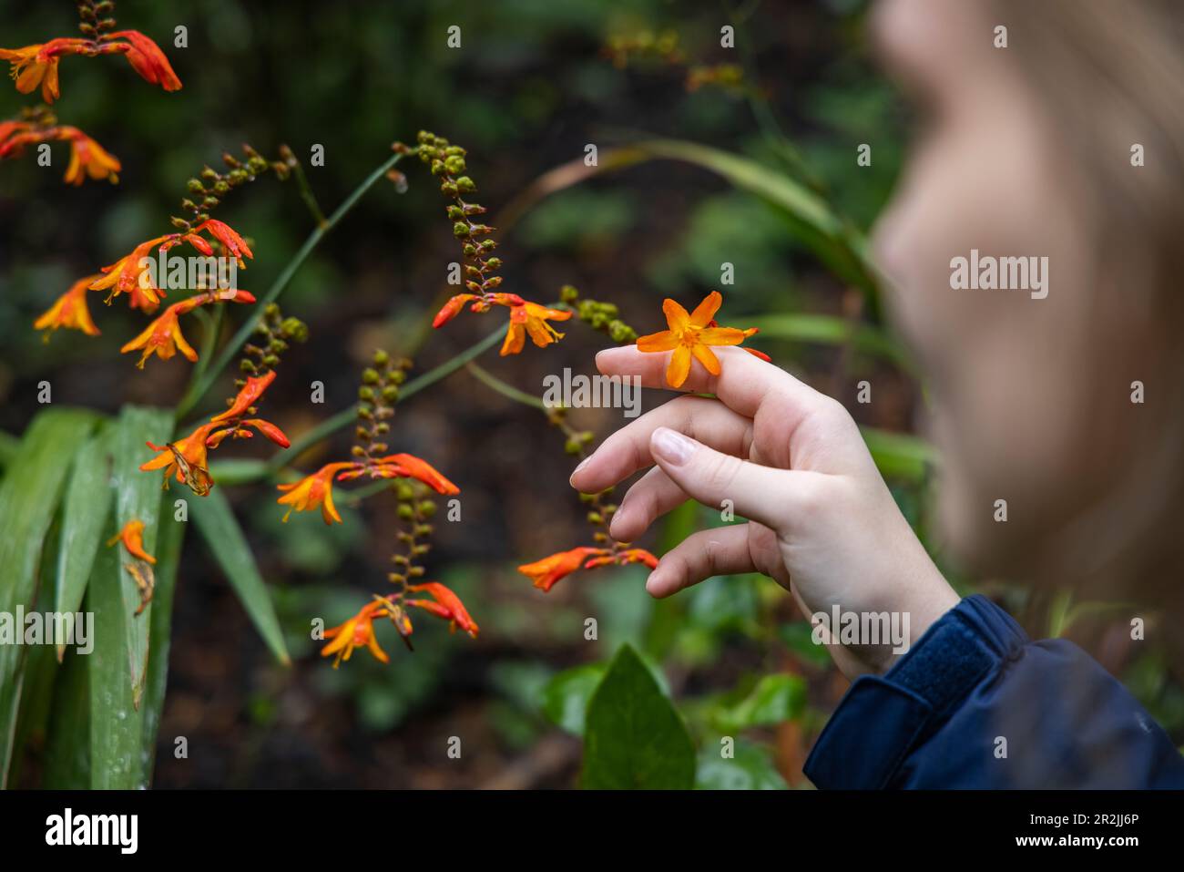 Young woman touching flowers with her hand in the Lost Gardens of Heligan, near Mevagissey, Cornwall, England, United Kingdom, Europe Stock Photo