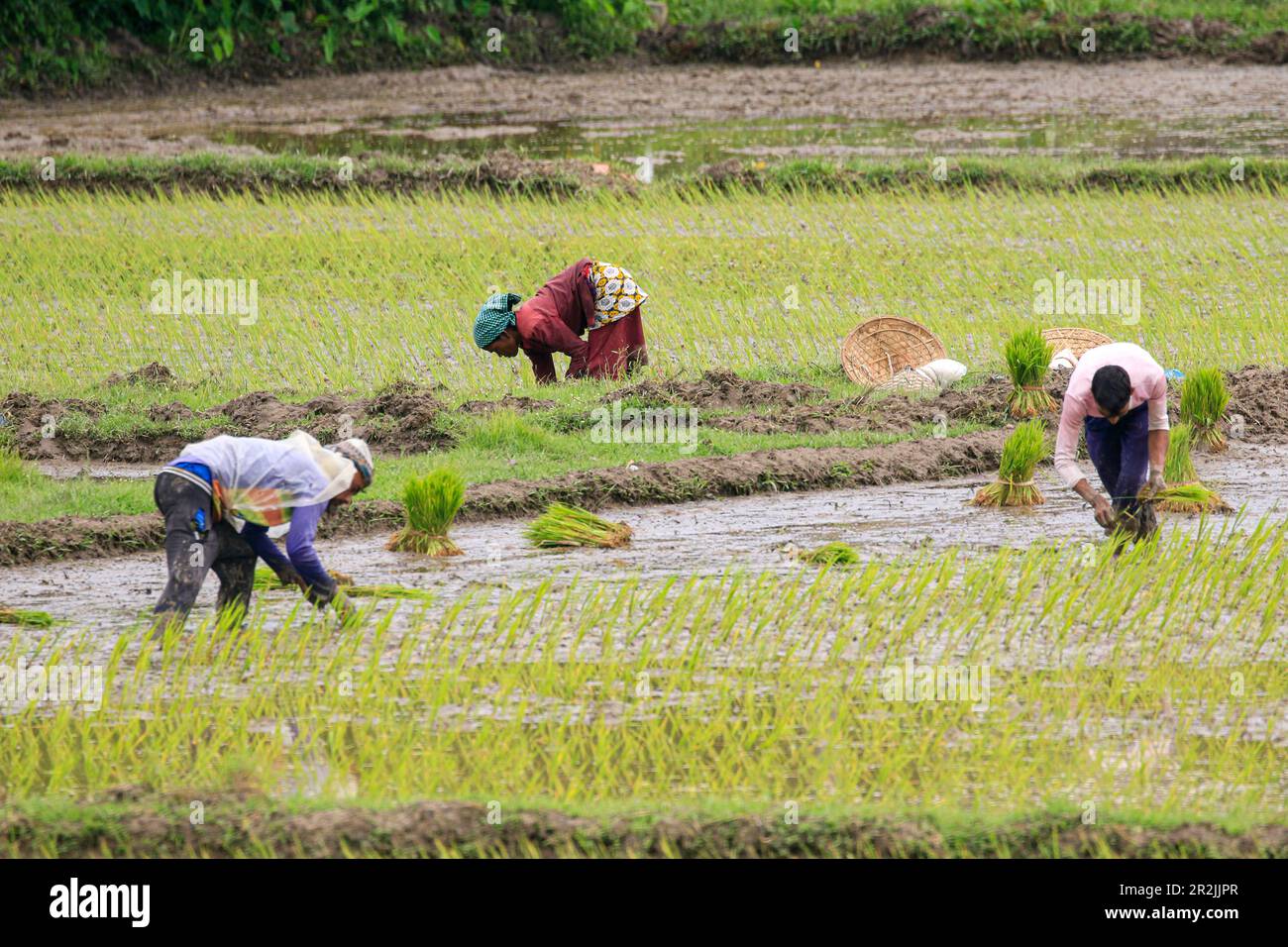Female farmers are busy planting RUPA AMAN paddy at a field in Khadim Nagar area of Sylhet Sadar Upazila amidst rainy conditions. Sylhet, Bangladesh Stock Photo
