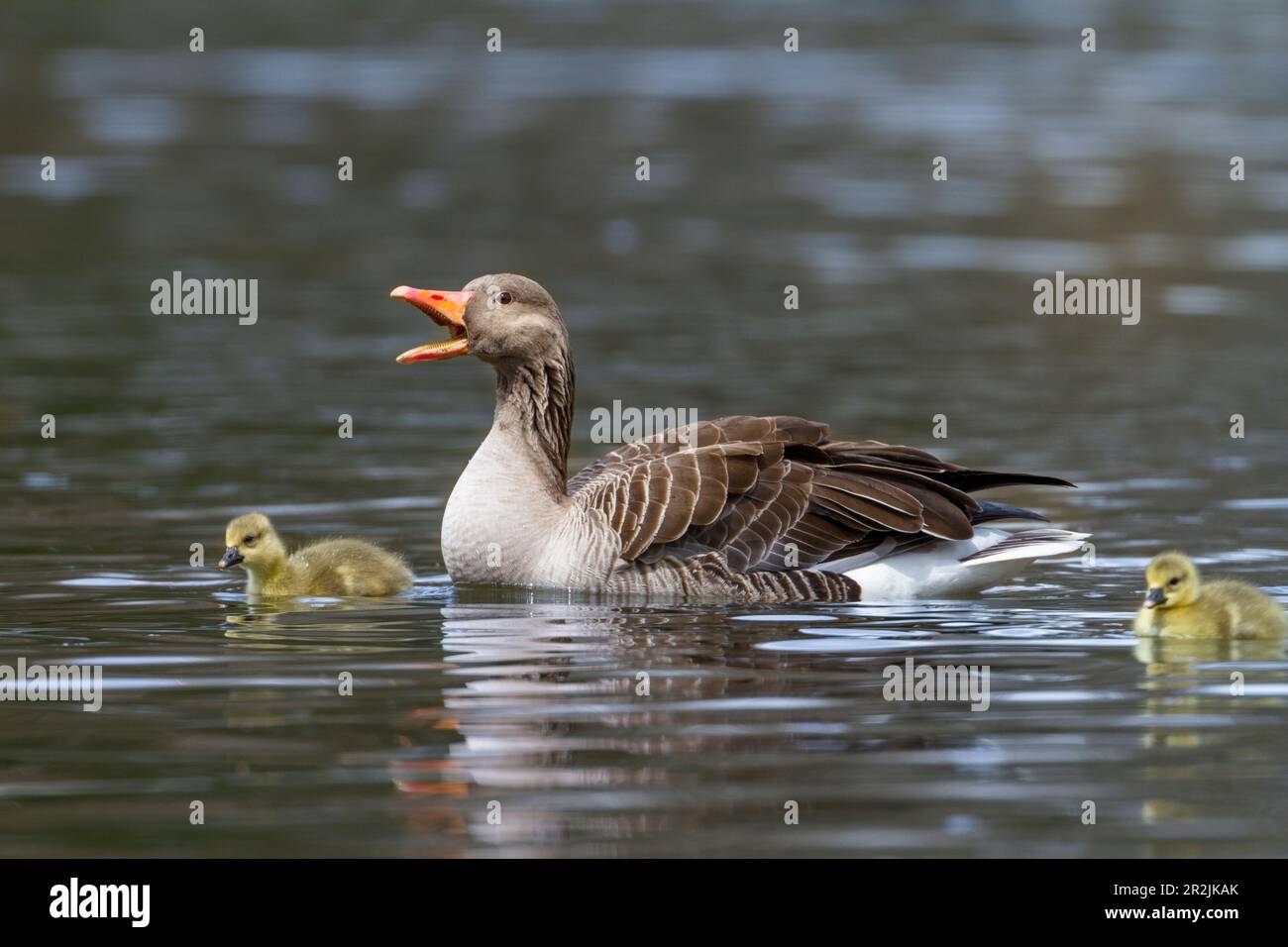 Greylag goose with chicks, Anser anser, Bavaria, Germany Stock Photo