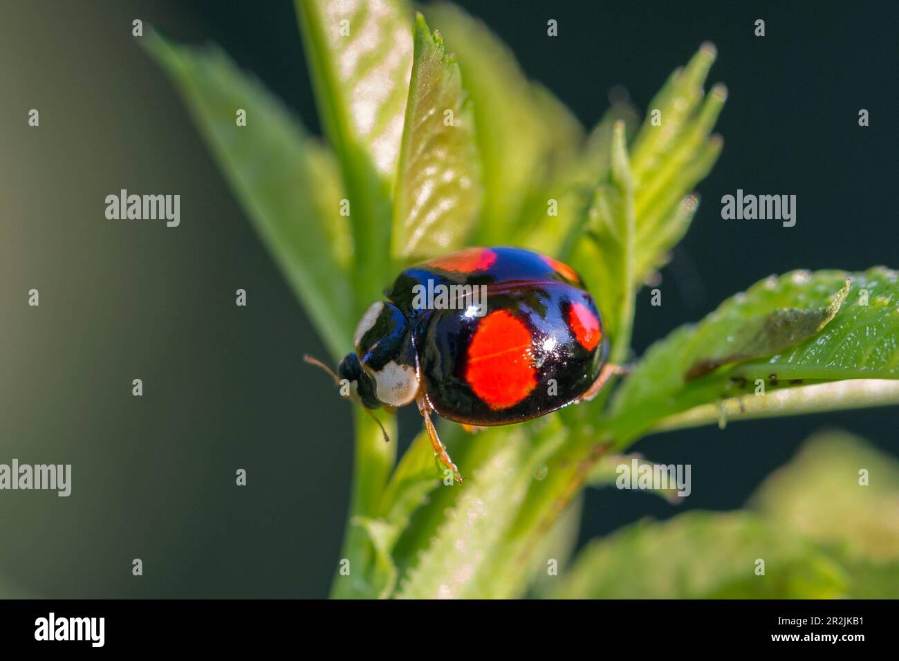 Asian ladybird (Harmonia axyridis), Upper Bavaria, Germany Stock Photo