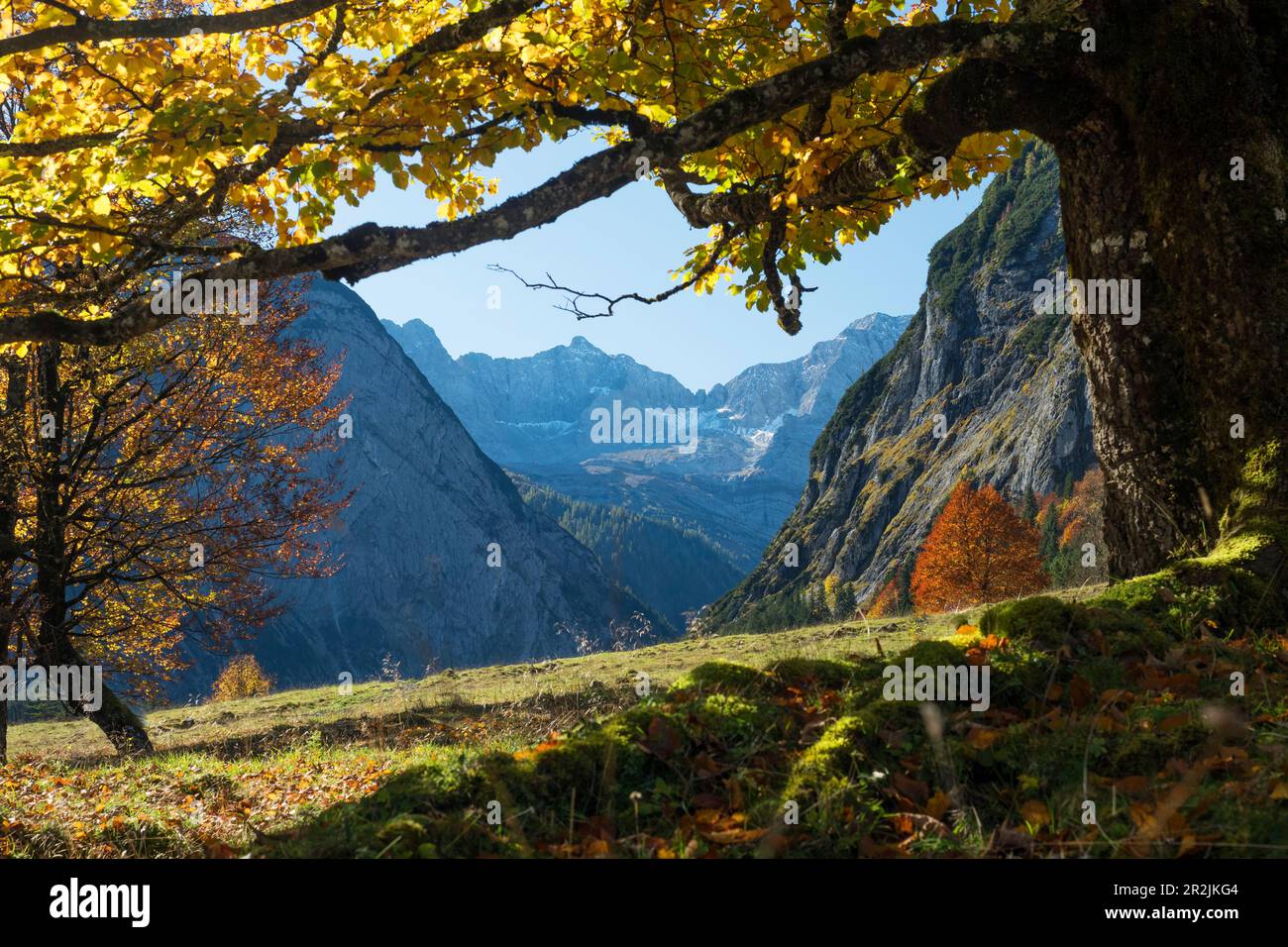Großer Ahornboden, sycamore maple (Acer pseudoplatanus), autumn colors in the Eng, Austria, Europe Stock Photo
