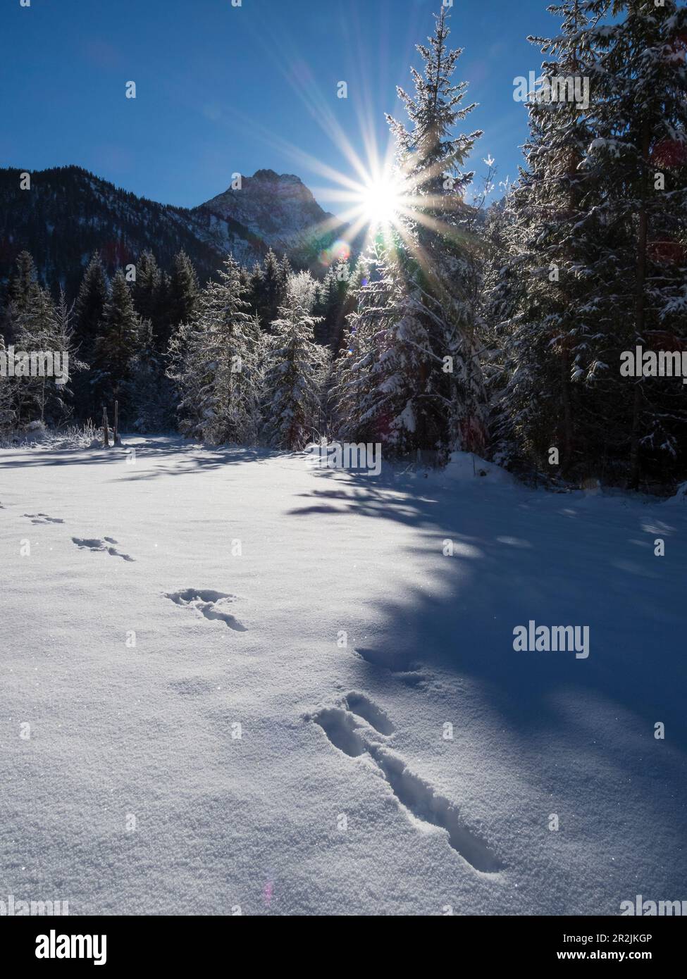 Winter landscape in the Bavarian Alps with rabbit tracks, Rissbachtal ...