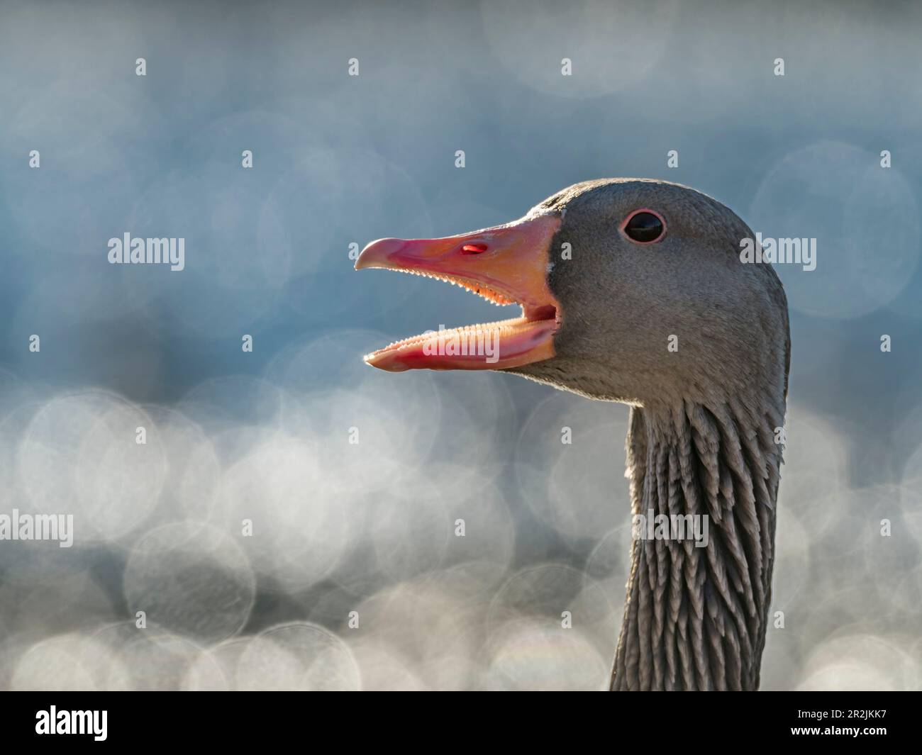 Greylag goose calling (Anser anser), Bavaria, Germany, Europe Stock Photo