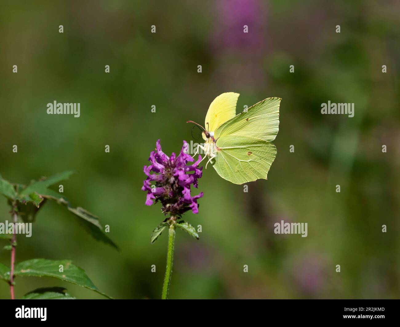 Brimstone butterfly, Gonepteryx rhamni, on Heilziest, Betonica officinalis, spring, Upper Bavaria, Germany Stock Photo