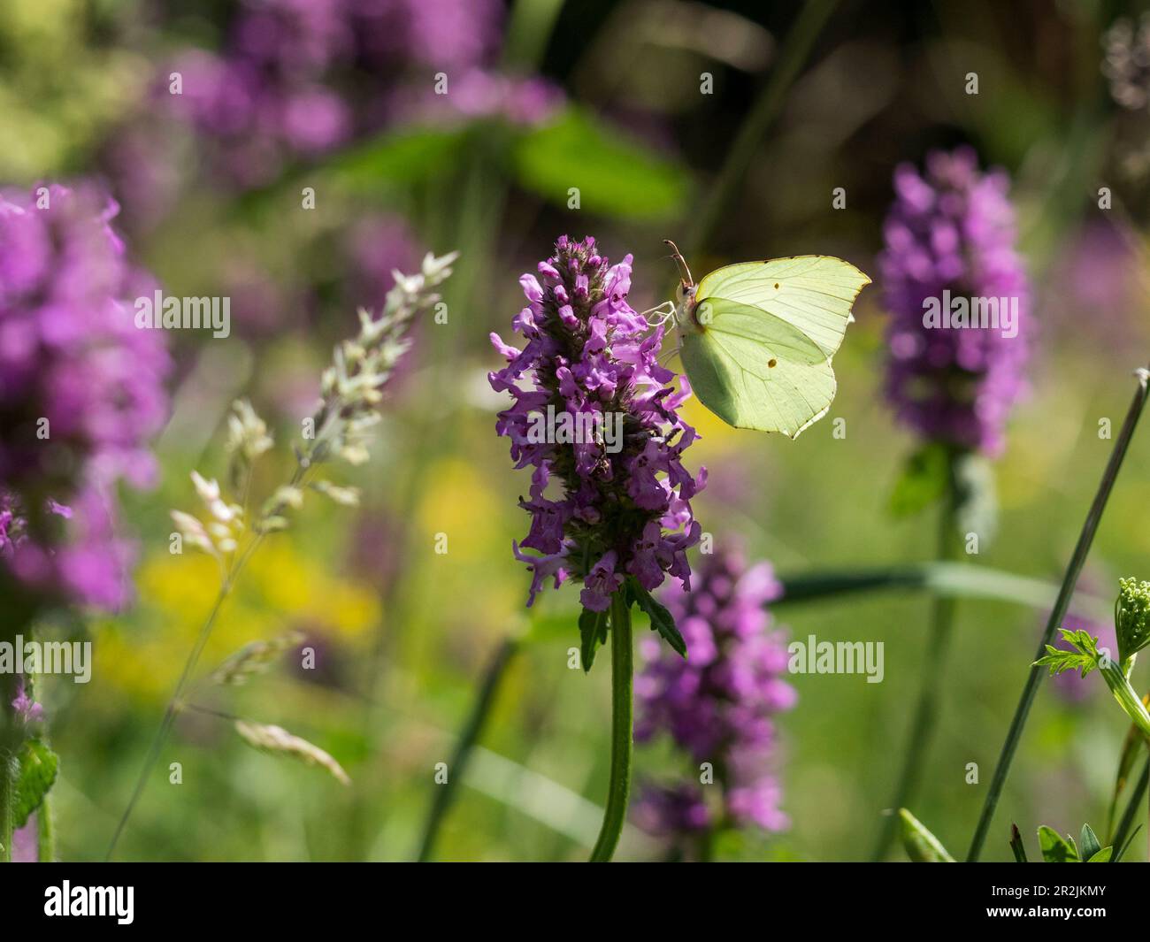 Brimstone butterfly (Gonepteryx rhamni), on Heilziest (Betonica officinalis), spring in the deciduous forest, Upper Bavaria, Germany Stock Photo
