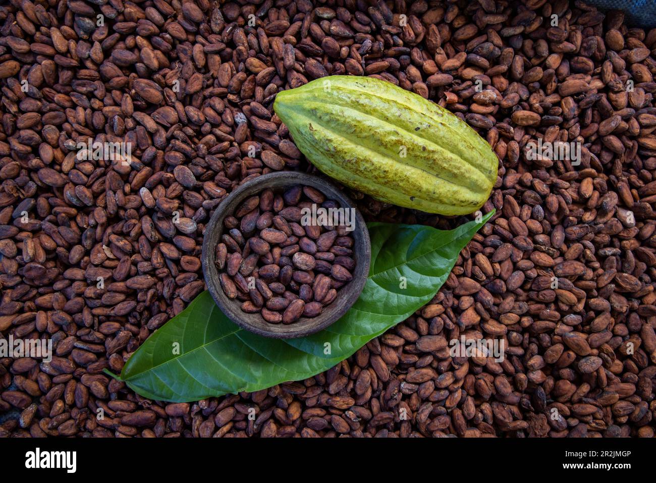 Still life with cocoa beans and cocoa pod at Finca Kobo Chocolate Farm