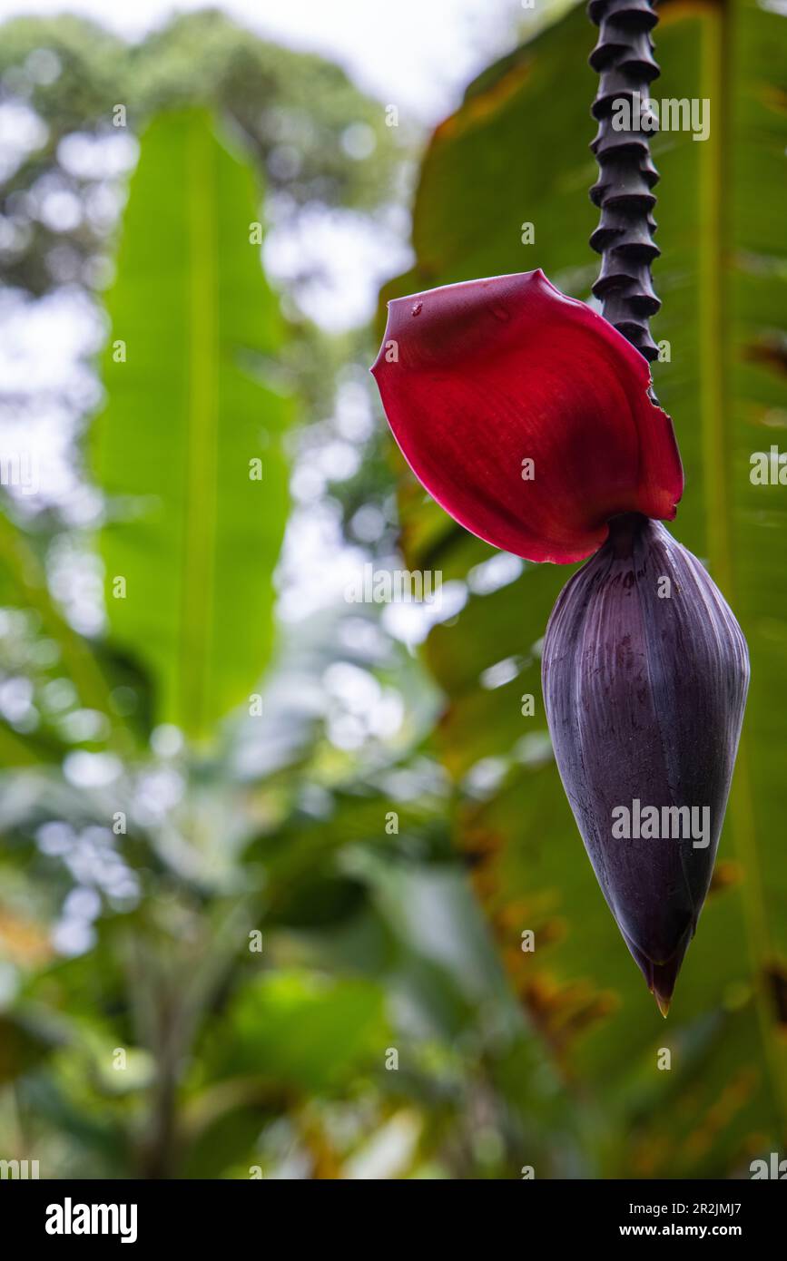 Blossom of a banana plant on the Bahia Drake hiking trail, Drake Bay, Puntarenas, Costa Rica, Central America Stock Photo