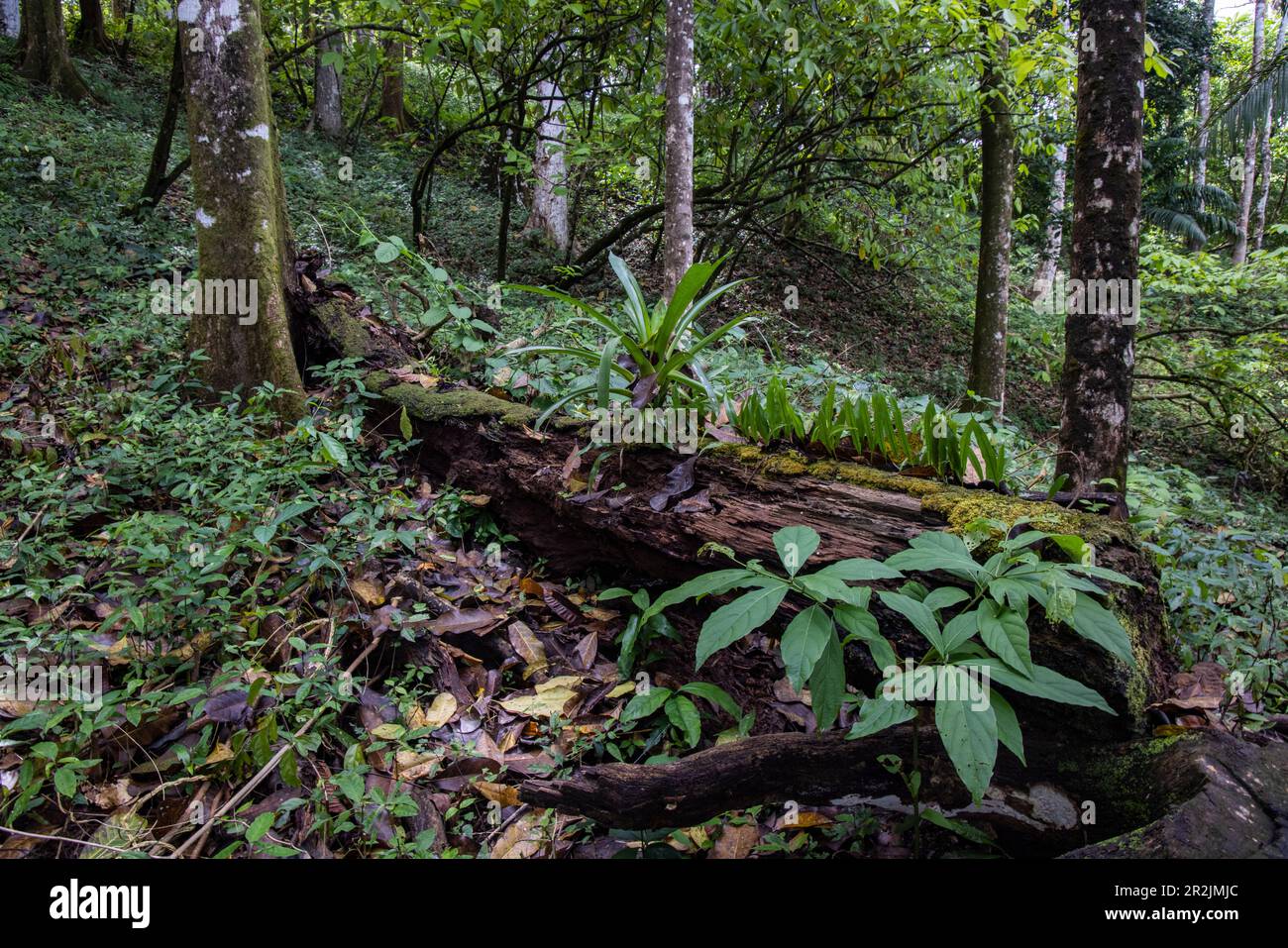 Rainforest at the Bahia Drake Hiking Trail, Drake Bay, Puntarenas, Costa Rica, Central America Stock Photo