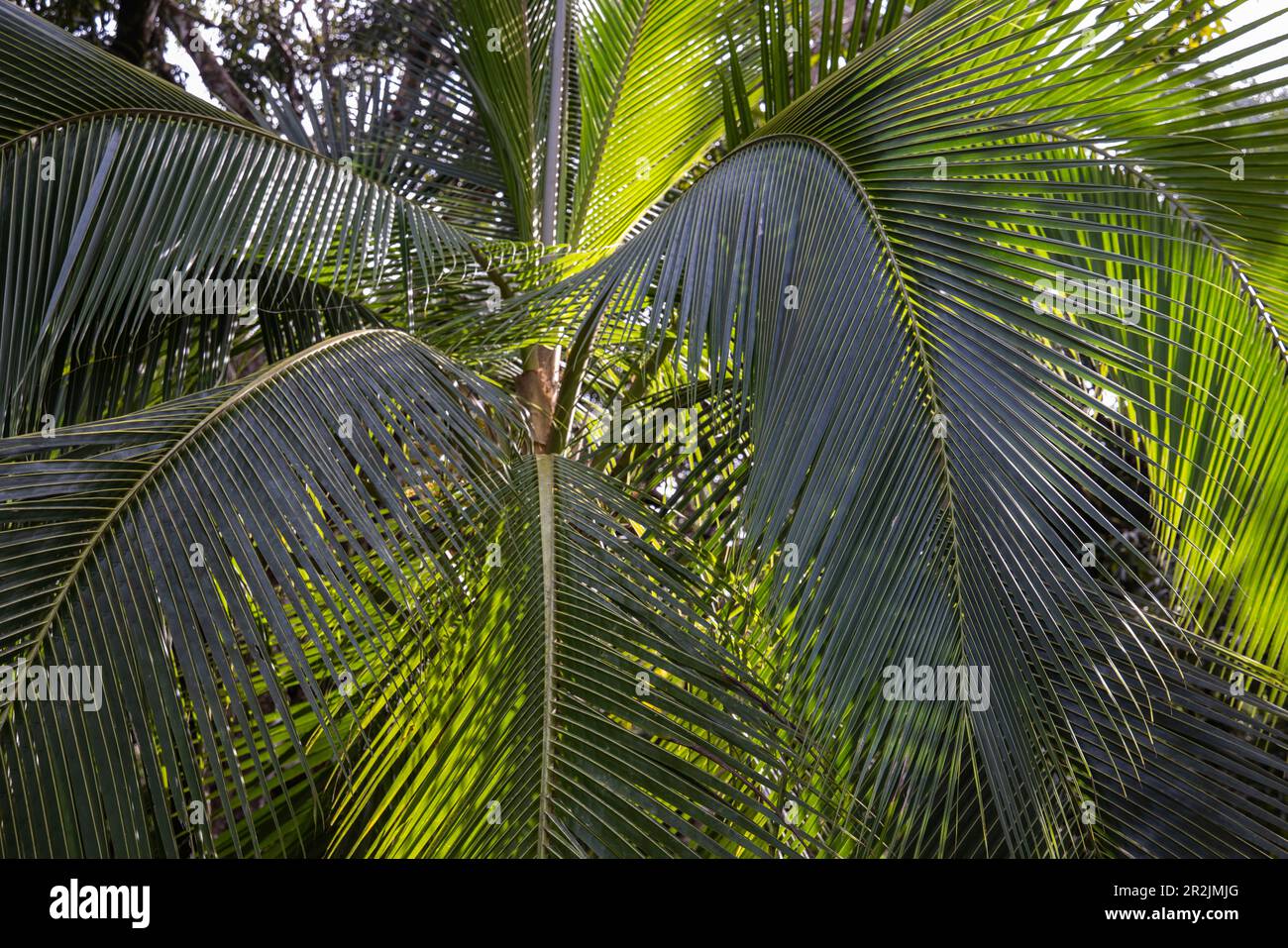 Coconut tree on the Bahia Drake hiking trail, Drake Bay, Puntarenas, Costa Rica, Central America Stock Photo