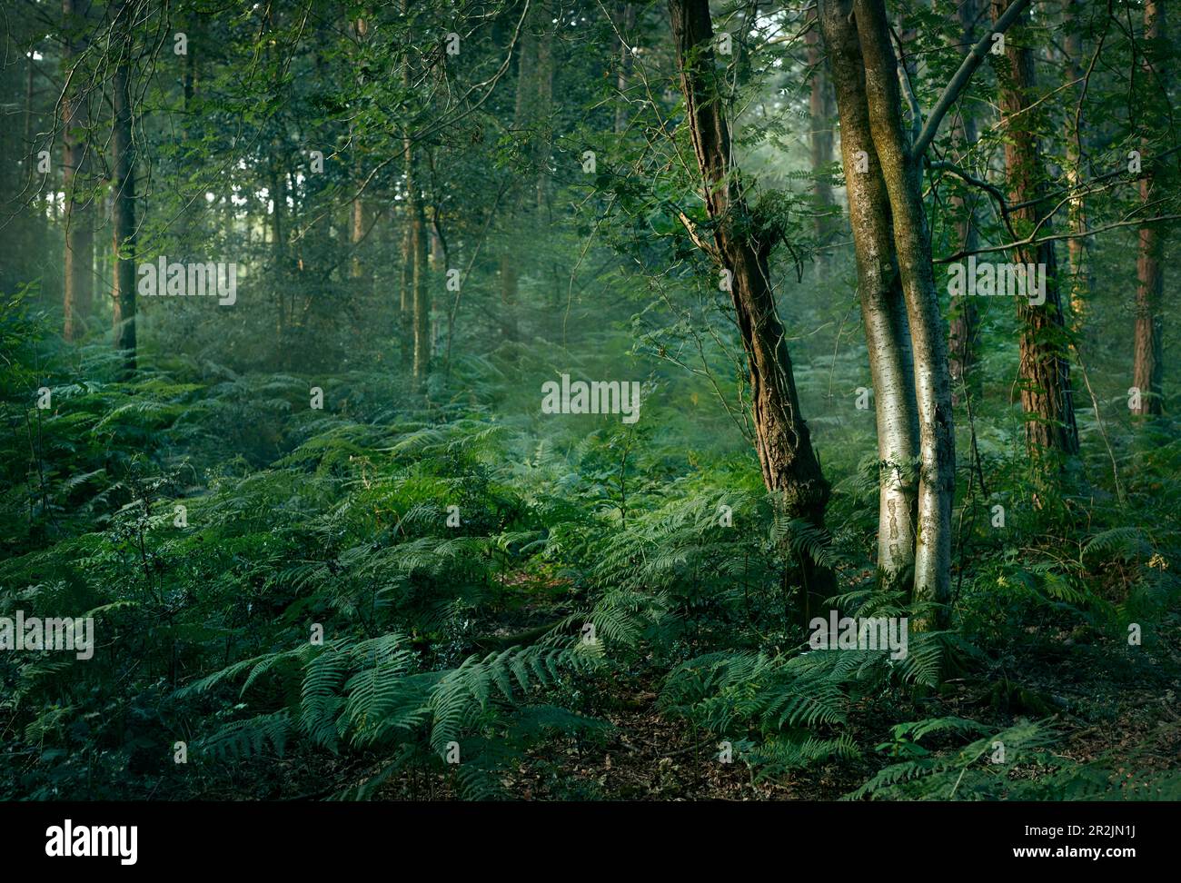 English woodland trees hi-res stock photography and images - Alamy