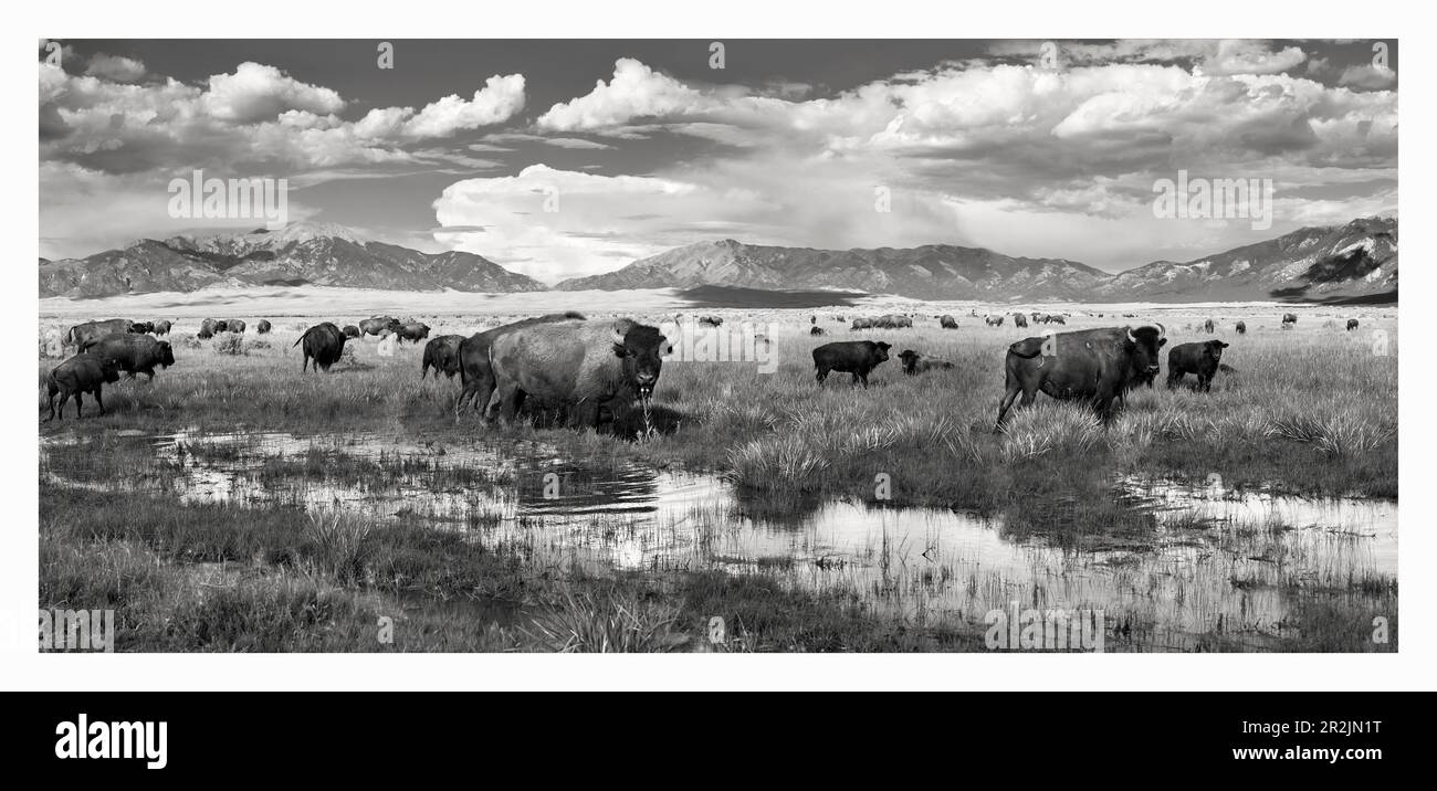 USA, Colorado Landscape with Bison walking on Grassland Stock Photo