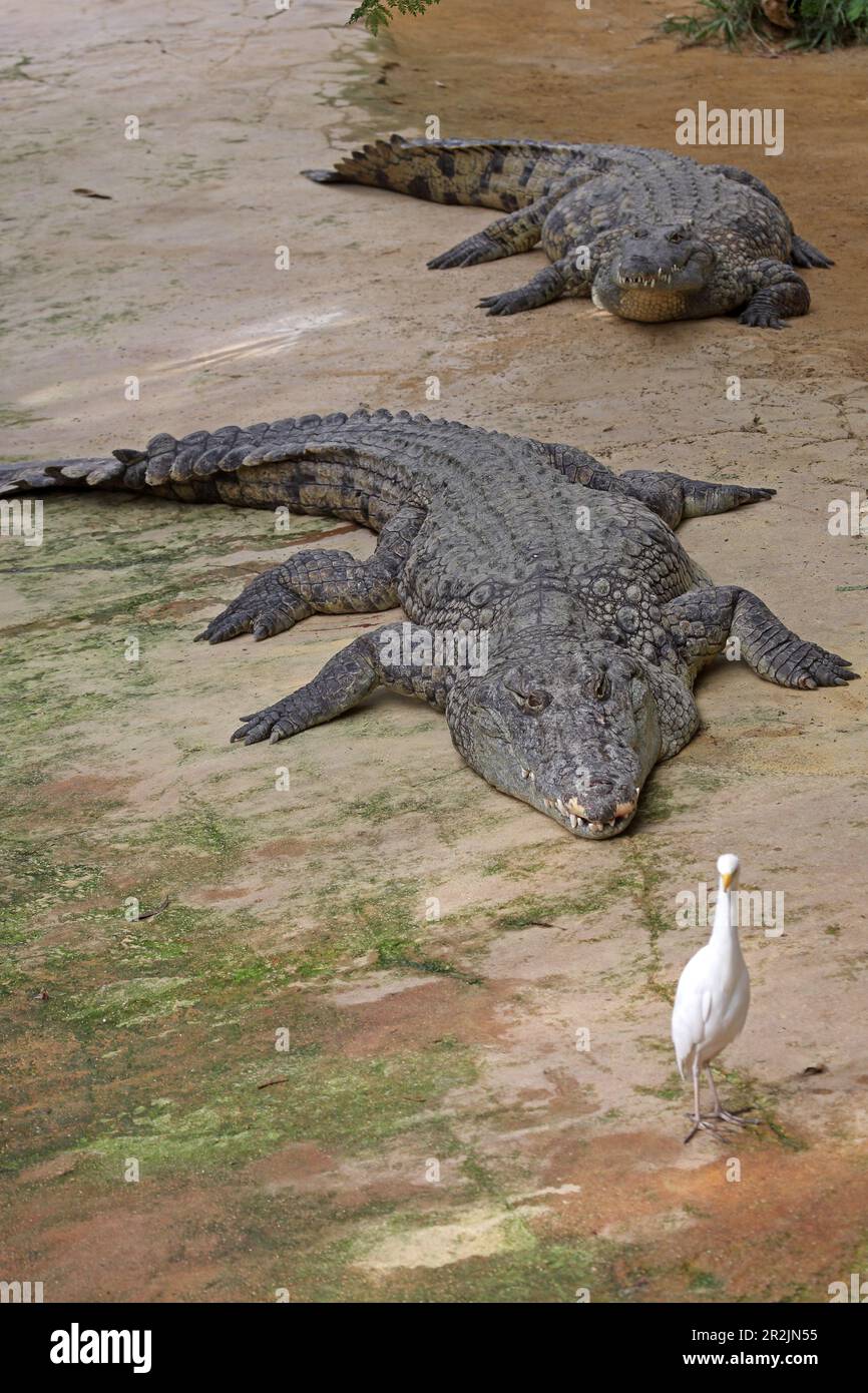 France, Drome, Drome Provencale, Pierrelatte, La Ferme aux crocodiles (Crocodile  Farm), Crocodiles of the Nile Stock Photo - Alamy