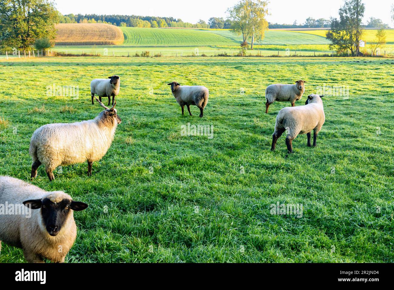 Racka sheep on a meadow near Unterschwillach in Erdinger Land, Upper Bavaria, Germany Stock Photo