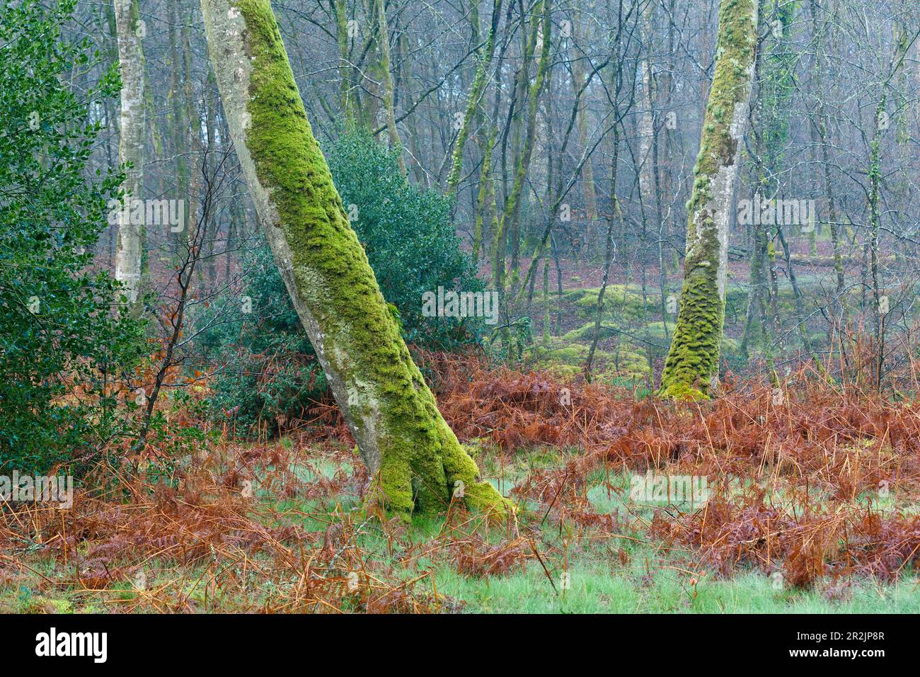Old moss covered beech tree hi-res stock photography and images - Alamy