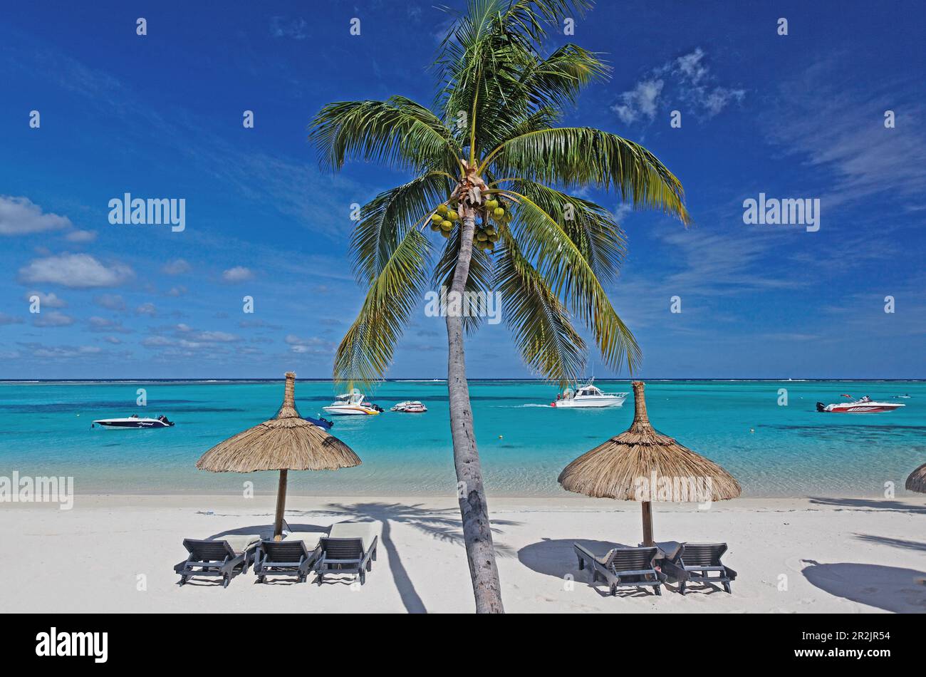 Palm tree on the beach of Beachcomber Hotel Paradis & Golf Club ...