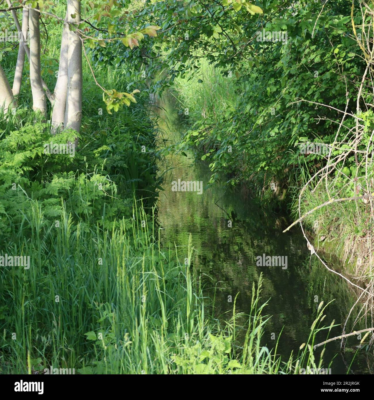 Small narrow stream trees hi res stock photography and images Alamy