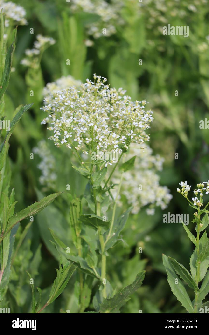 flowering hoary Cress in a Field Stock Photo