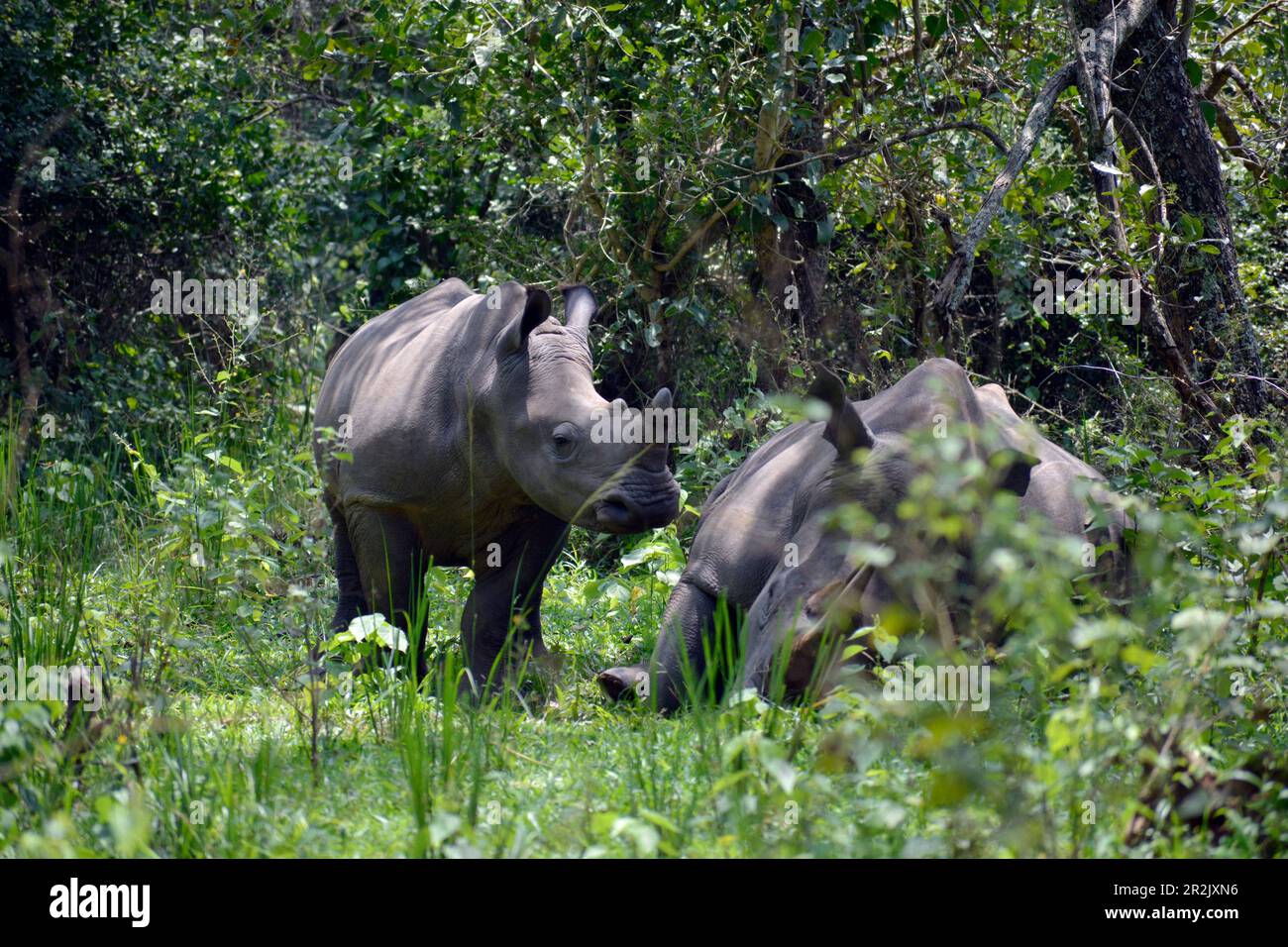 Uganda; Central Uganda in the Nakasongola District; south of the road from Kampala to Masindi near Nakitoma; Ziwa Rhino Sanctuary; the young white rhi Stock Photo