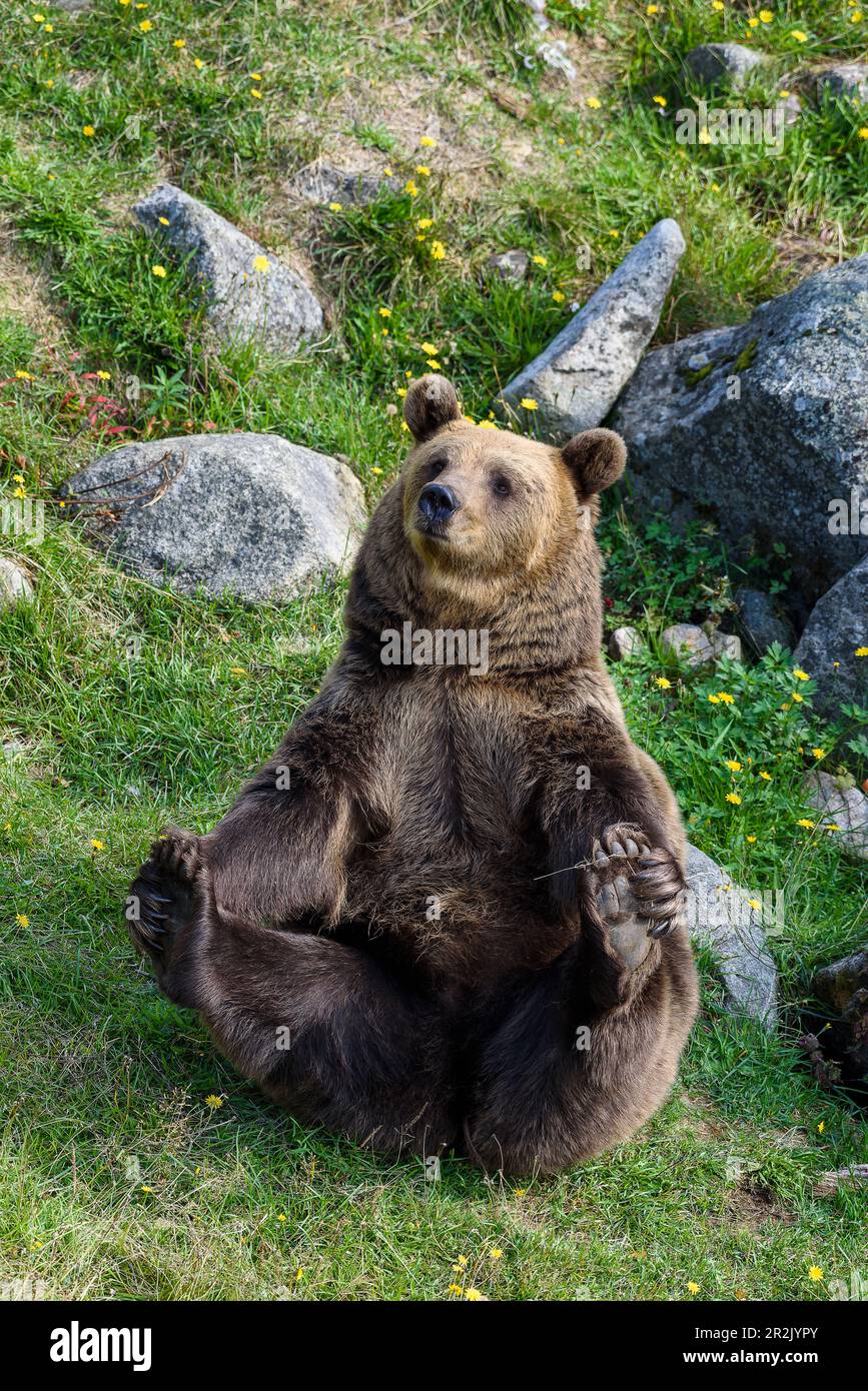 Brown bear, Animals in Ranua Wildlife Park, Lapland, Finland Stock