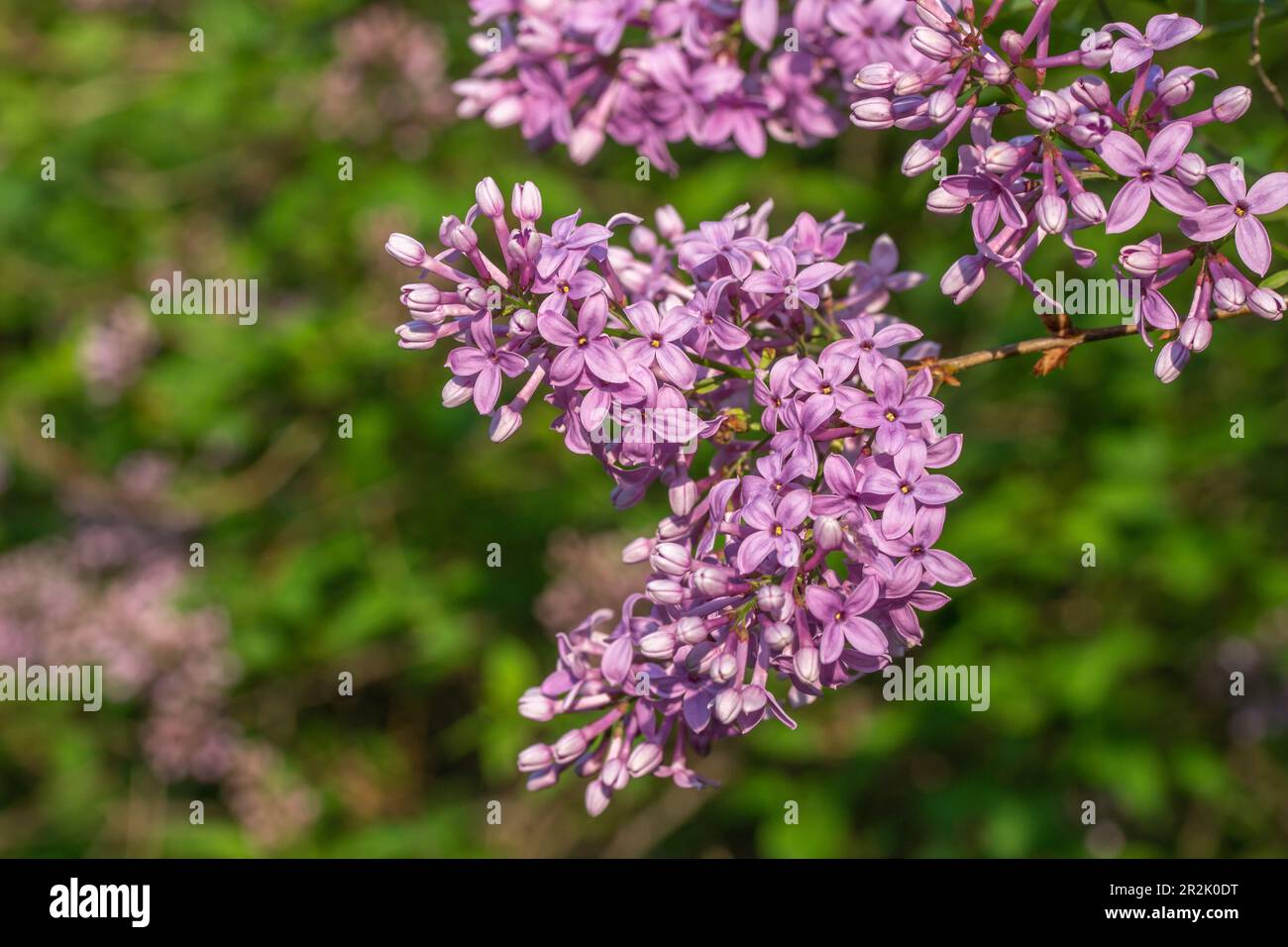 Macro texture background of blooming Chinese lilac (syringa chinensis) flower clusters low angle sunlight Stock Photo