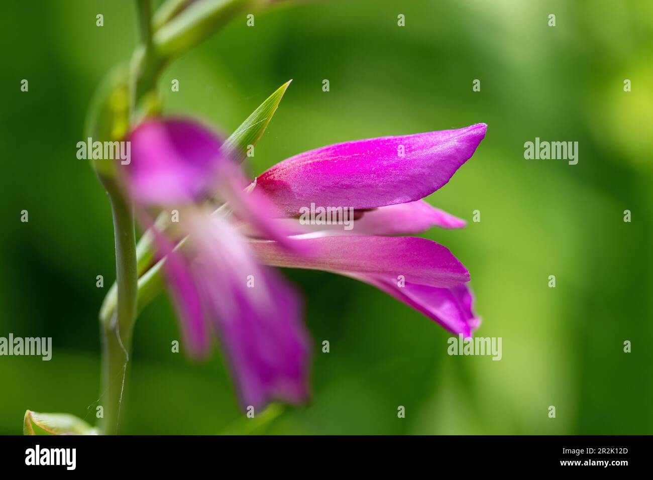 gladiolus, gladiolus italicus; blossom Stock Photo