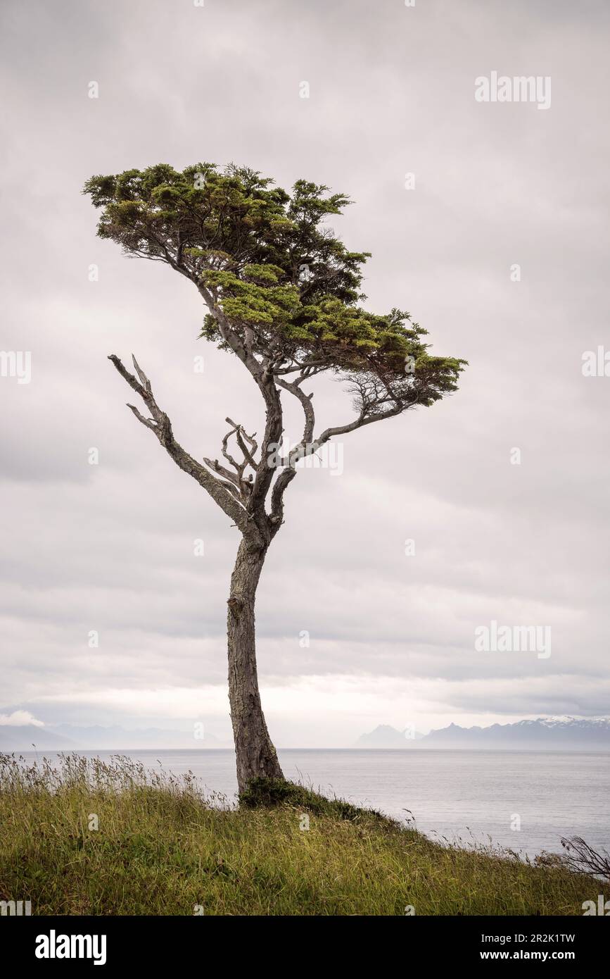 Single tree at San Isidro Lighthouse, Fin de Camino (last stretch of road from the mainland), south of Punta Arenas, Patagonia, Chile, South America Stock Photo