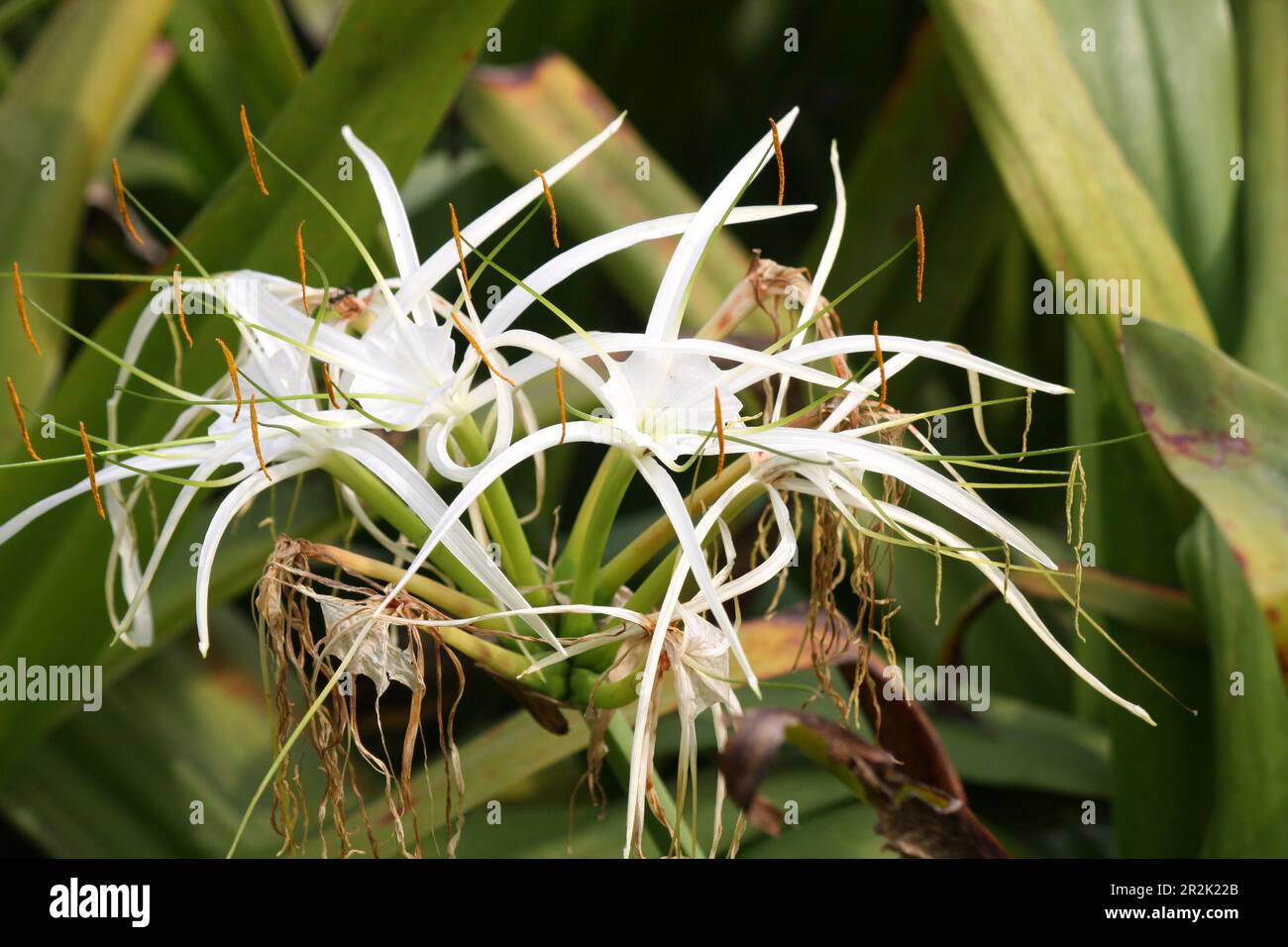 Spider lily (Crinum asiaticum) in bloom in a garden : (pix Sanjiv Shukla) Stock Photo